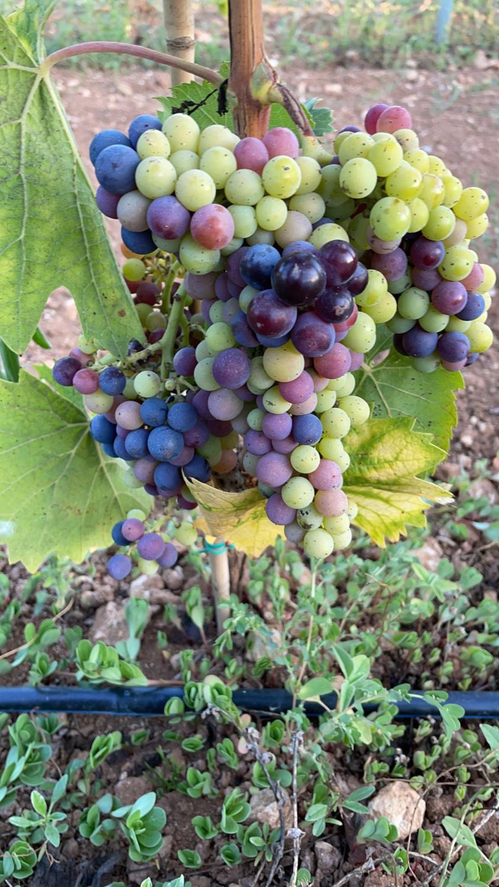 Agriturismo Terra Rossa