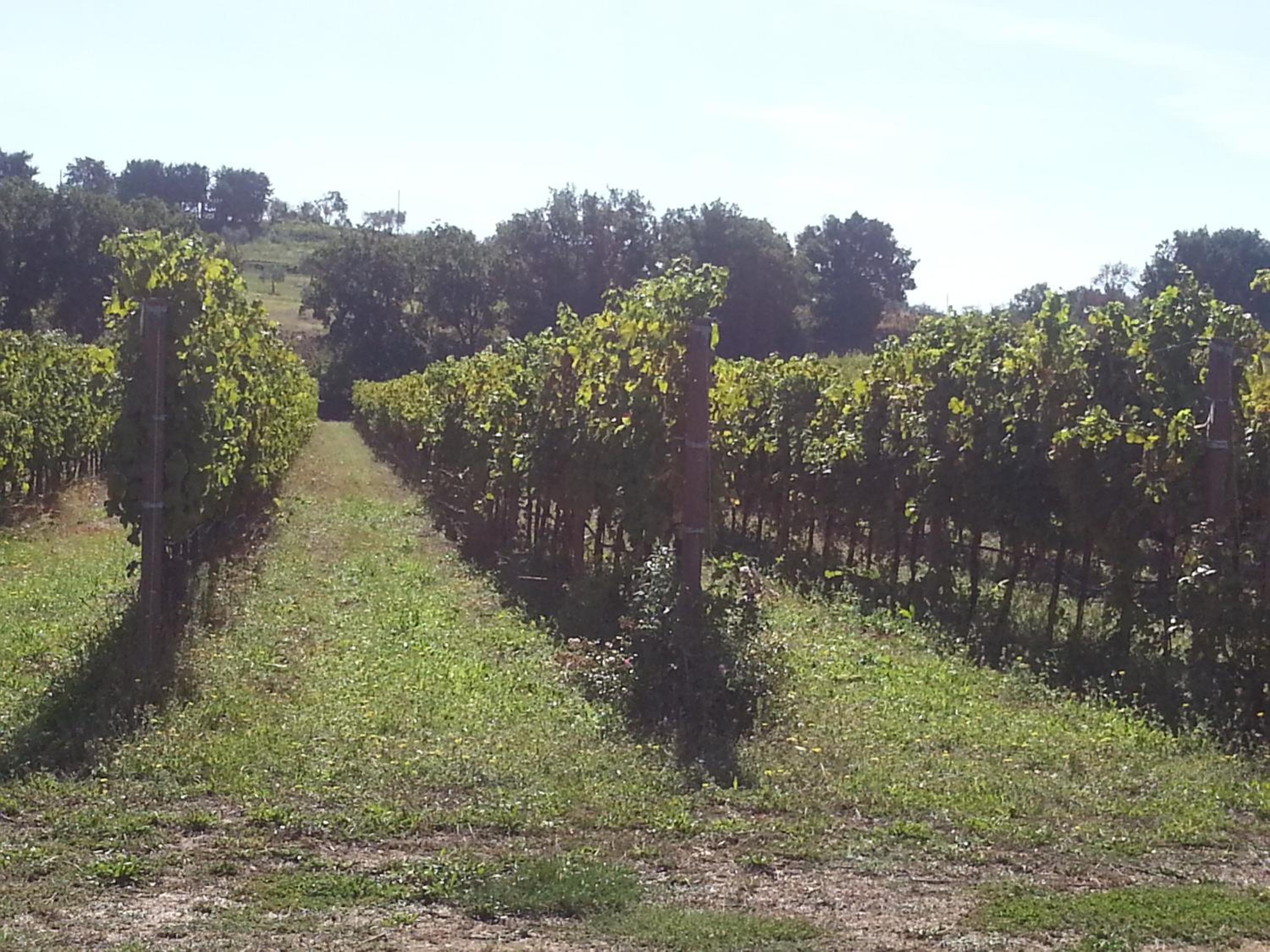 Agriturismo San Leonardo