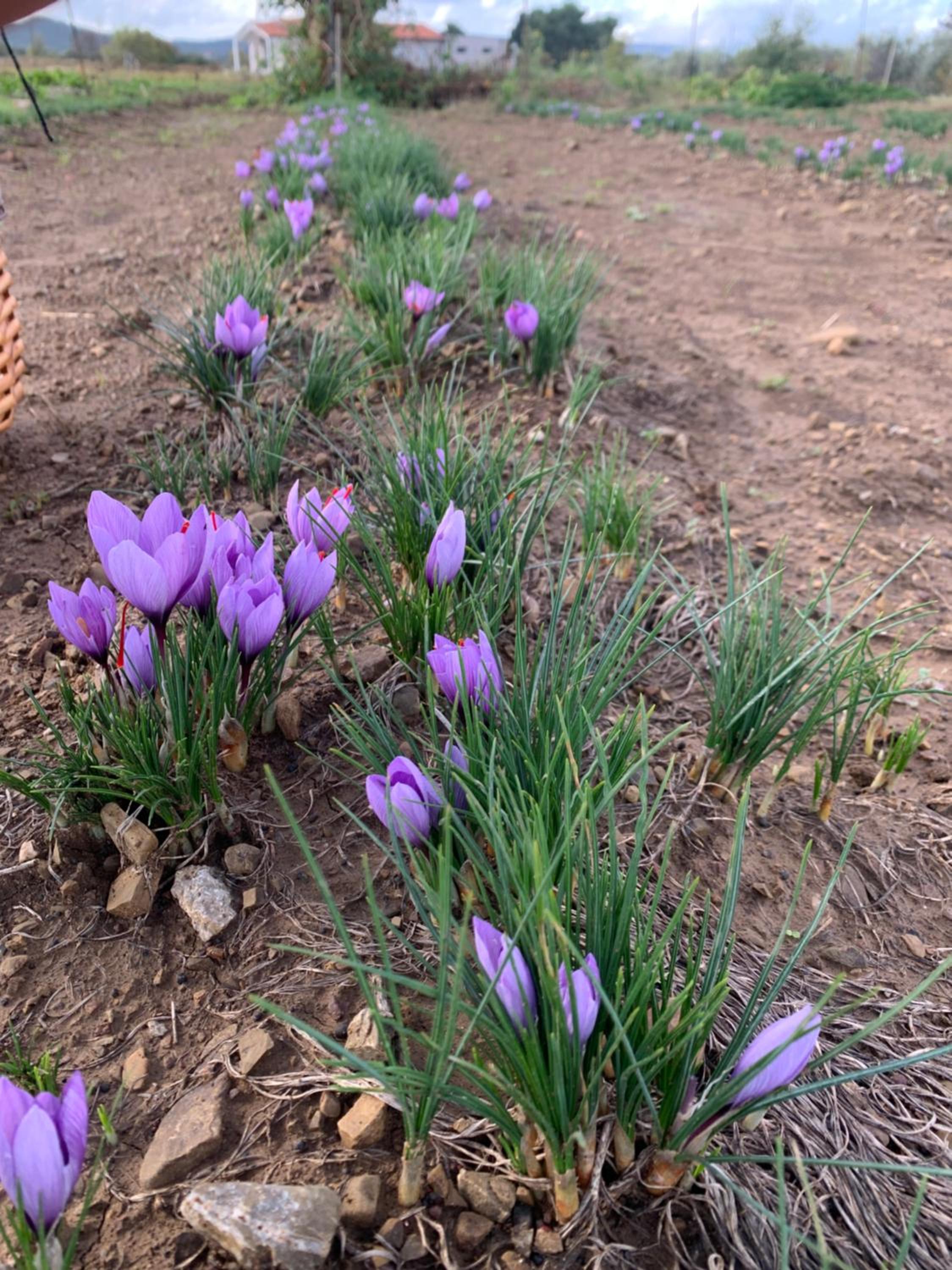 Agriturismo Il Puntoncino