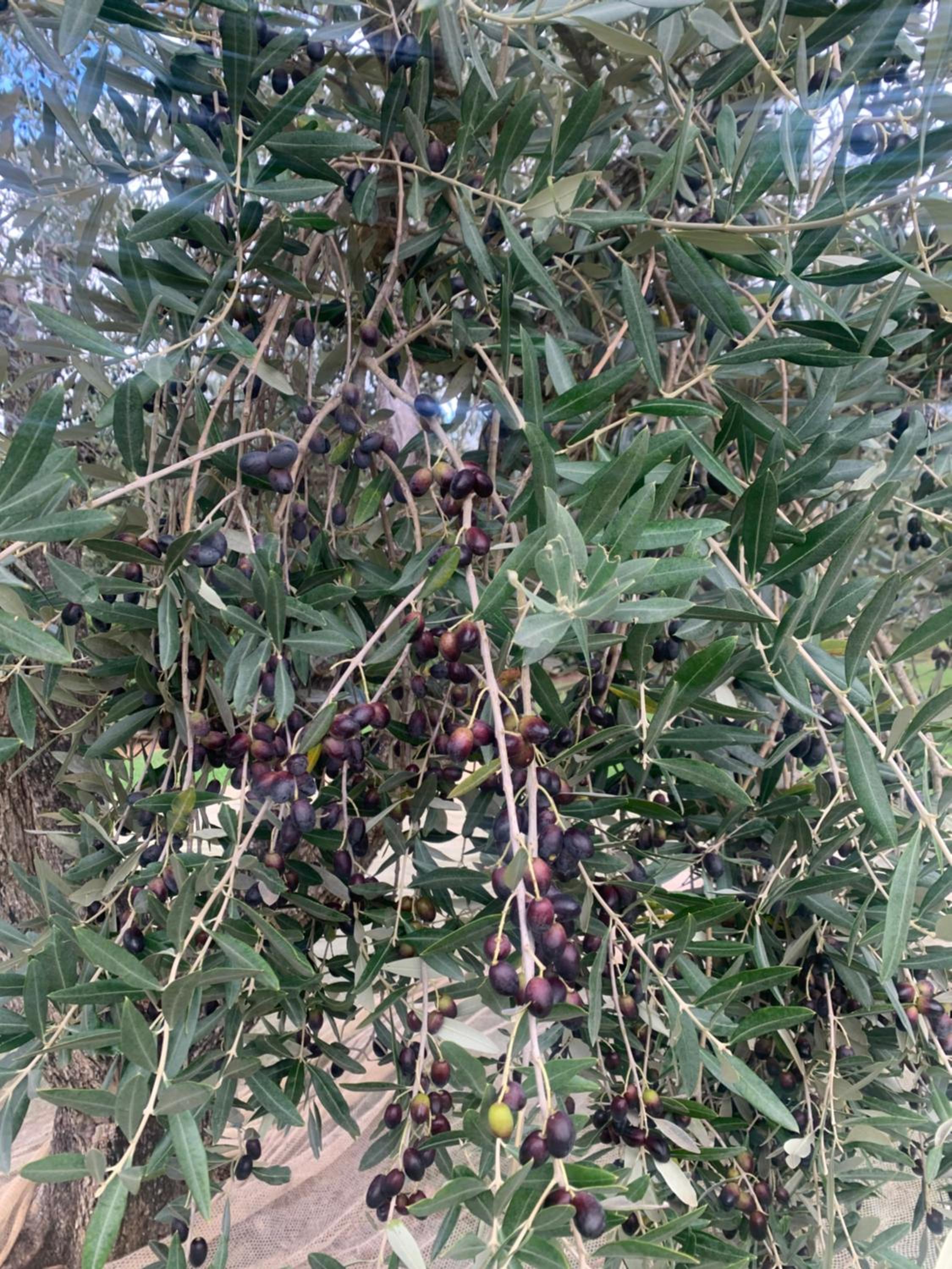 Agriturismo Il Puntoncino