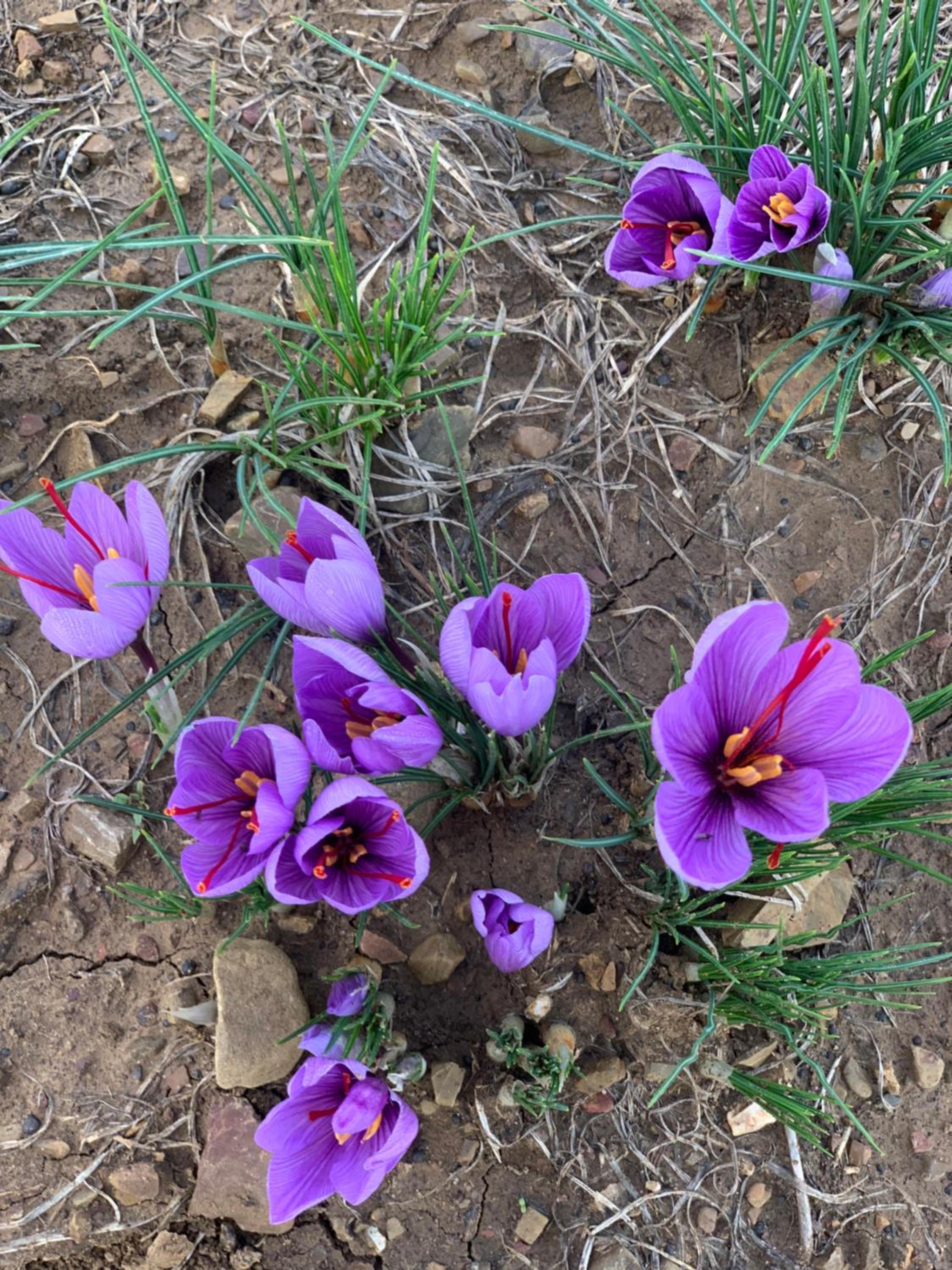 Agriturismo Il Puntoncino