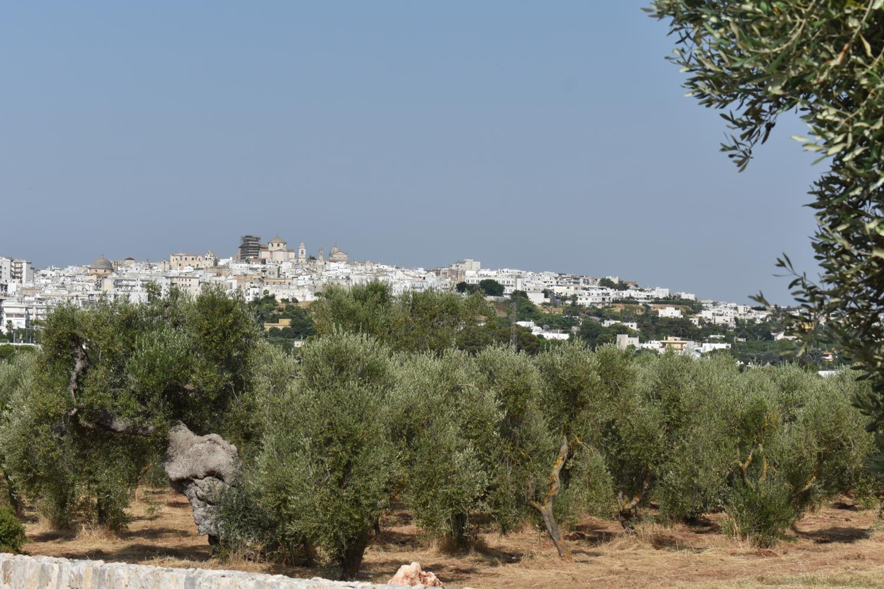 Masseria Montecchie