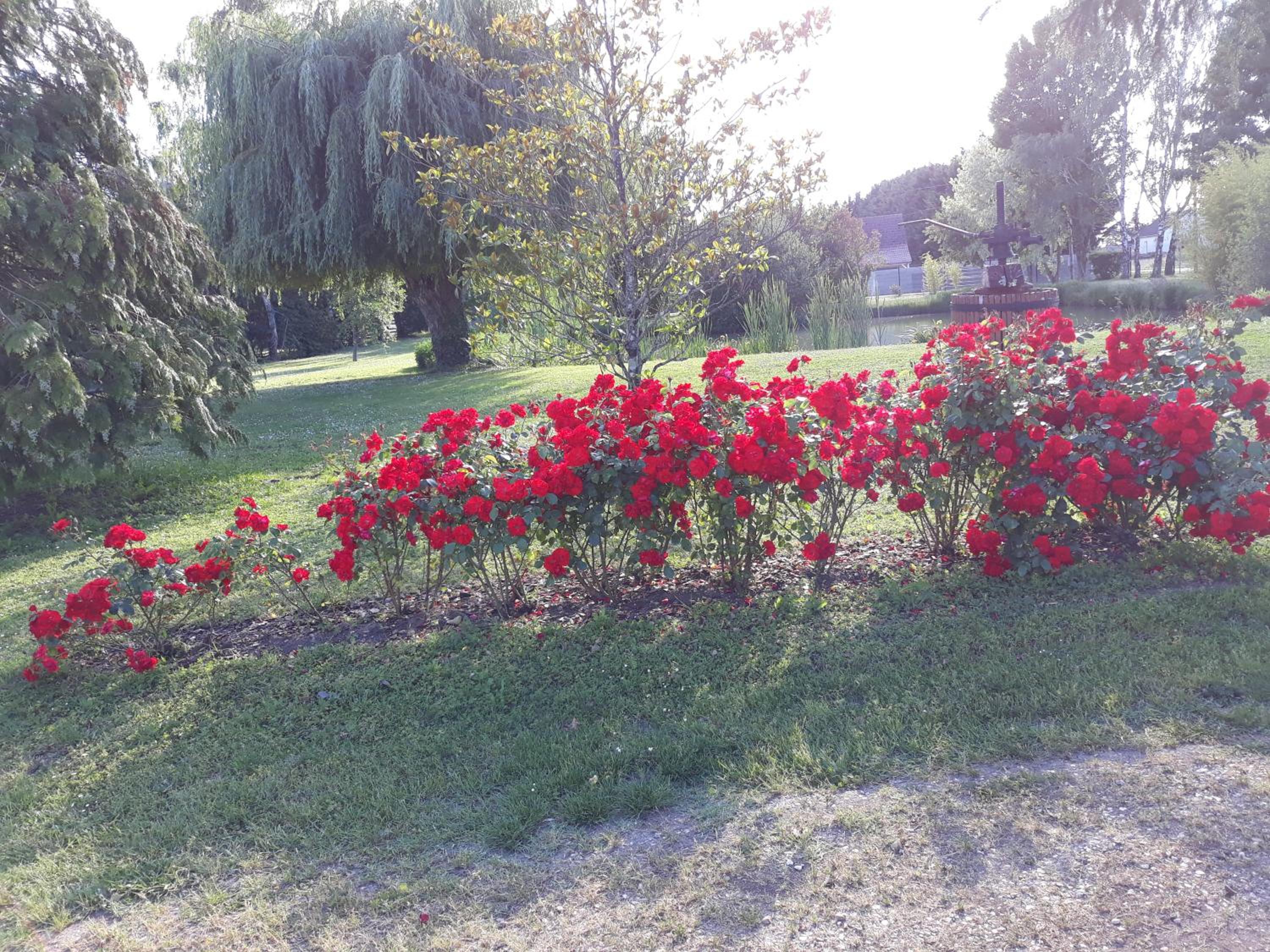 Les ROSEAUX A la Campagne au centre des chateaux de la Loire