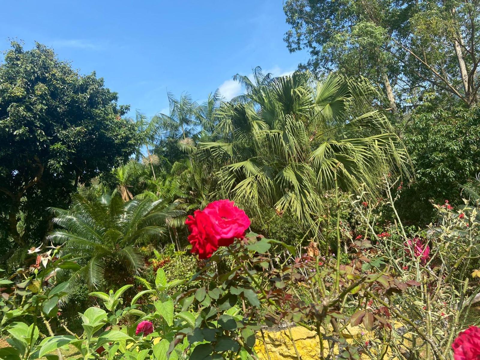garden