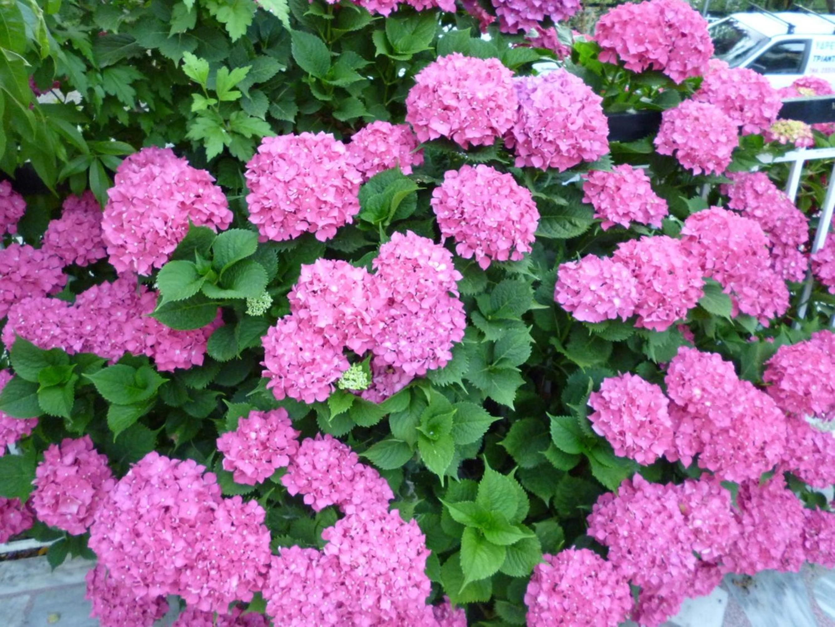 Galini