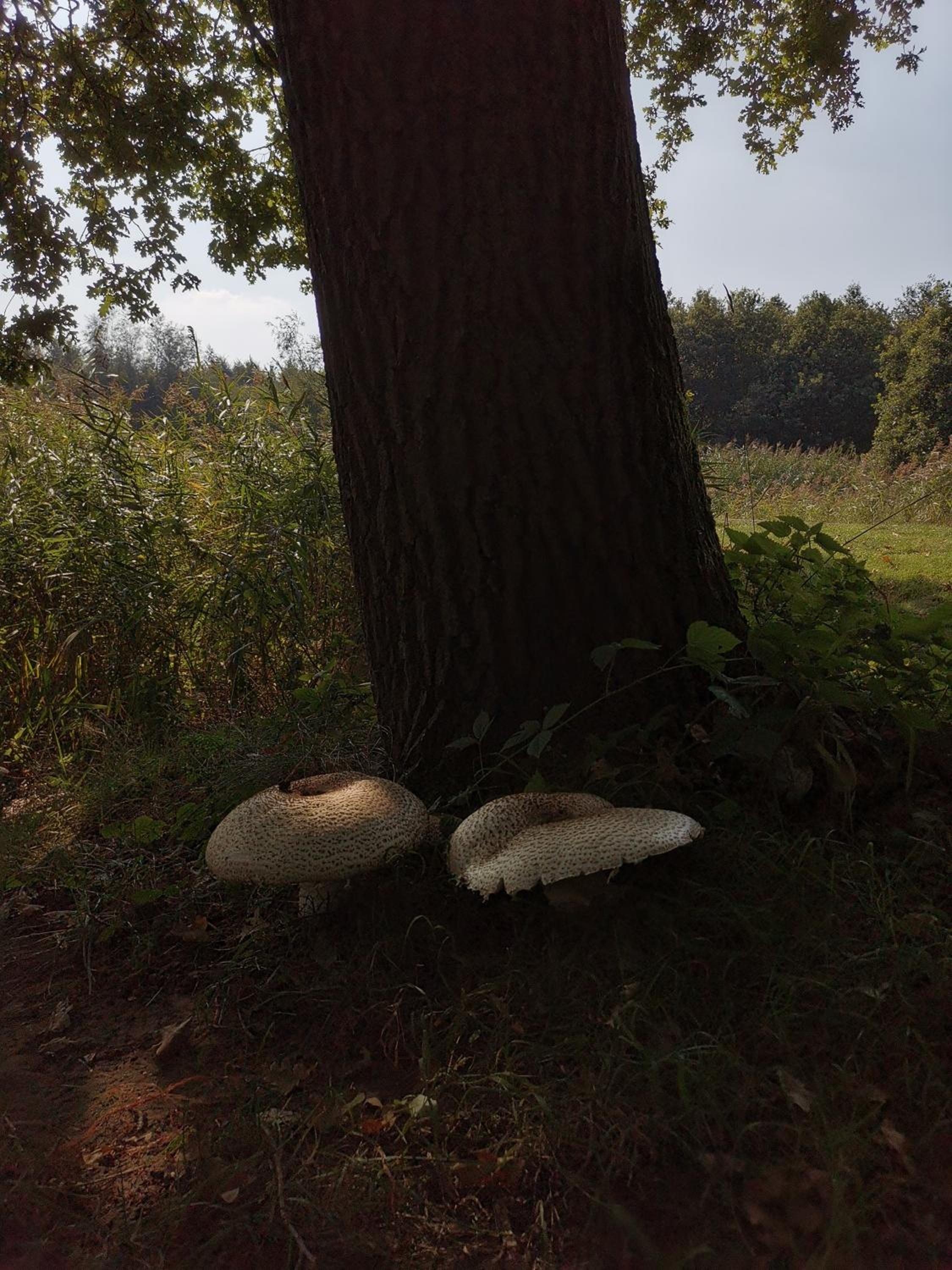 Photo 30