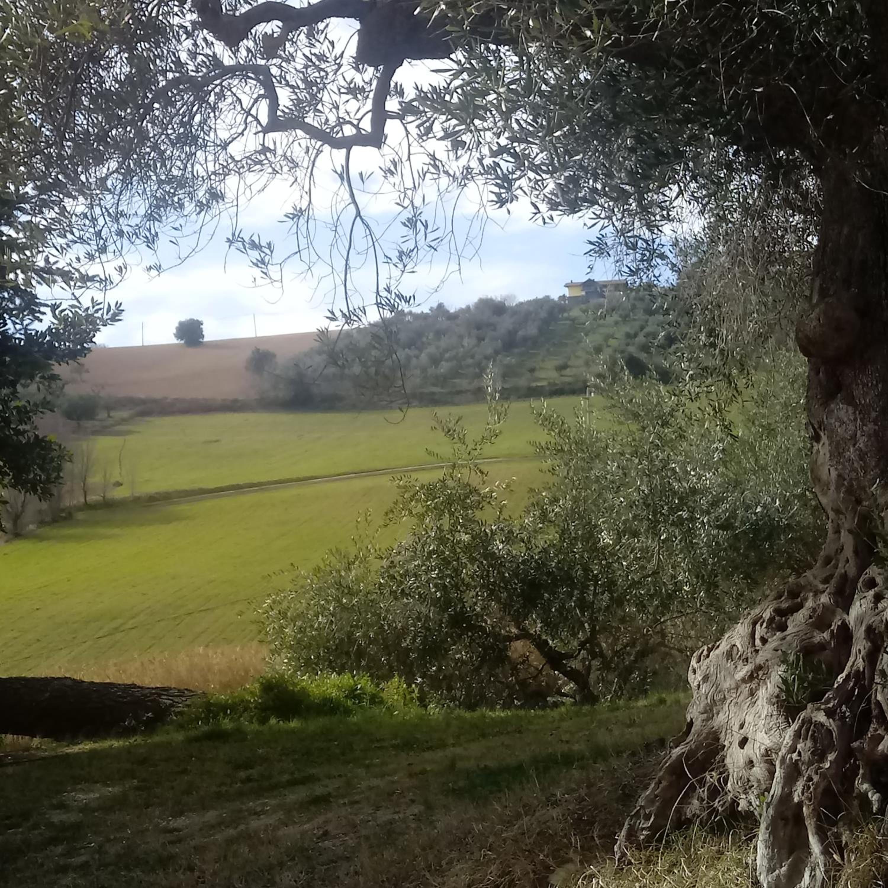 Agriturismo Il Gelso Antico