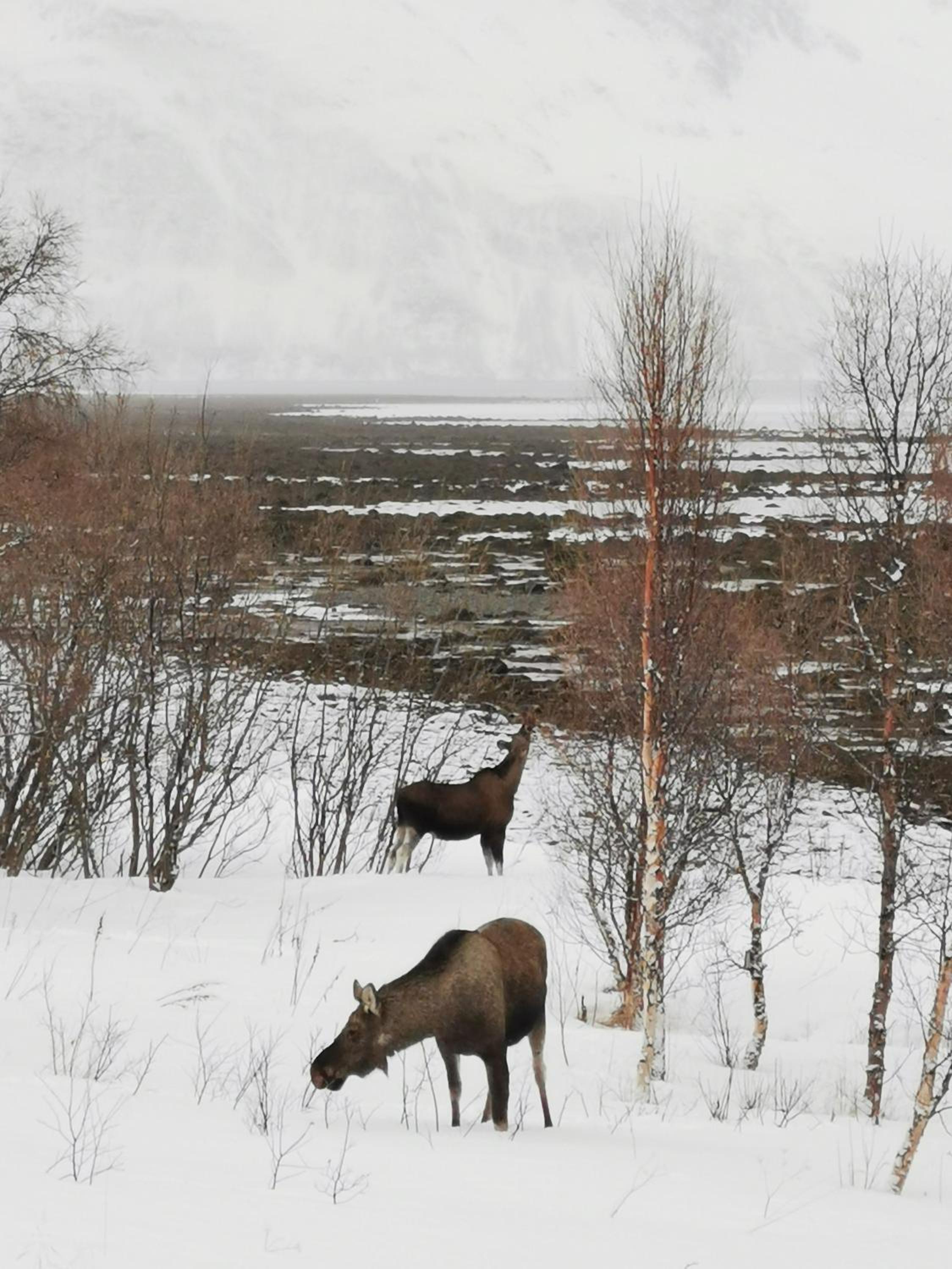Lyngen Arctic View view 5
