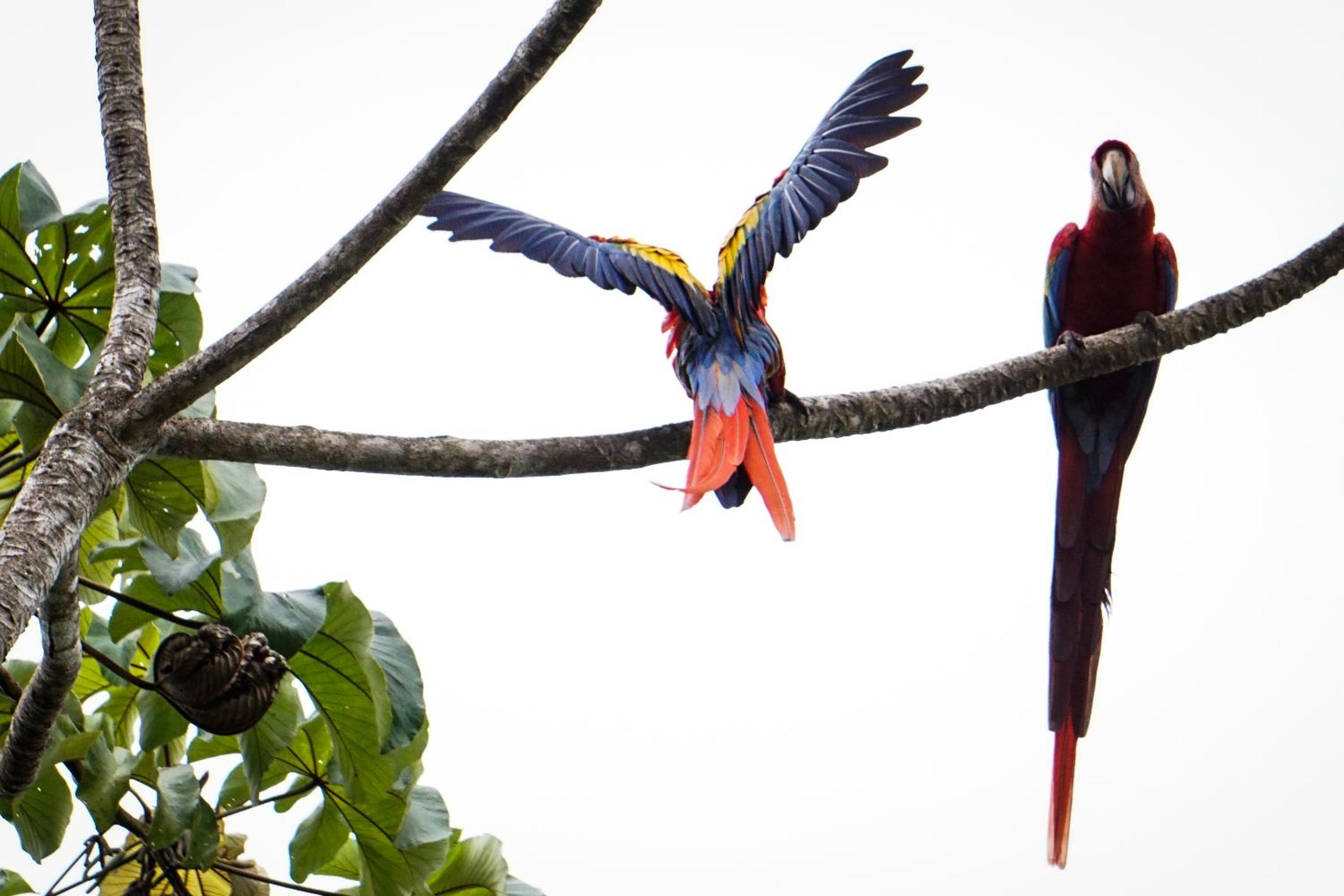 Toucan Escape