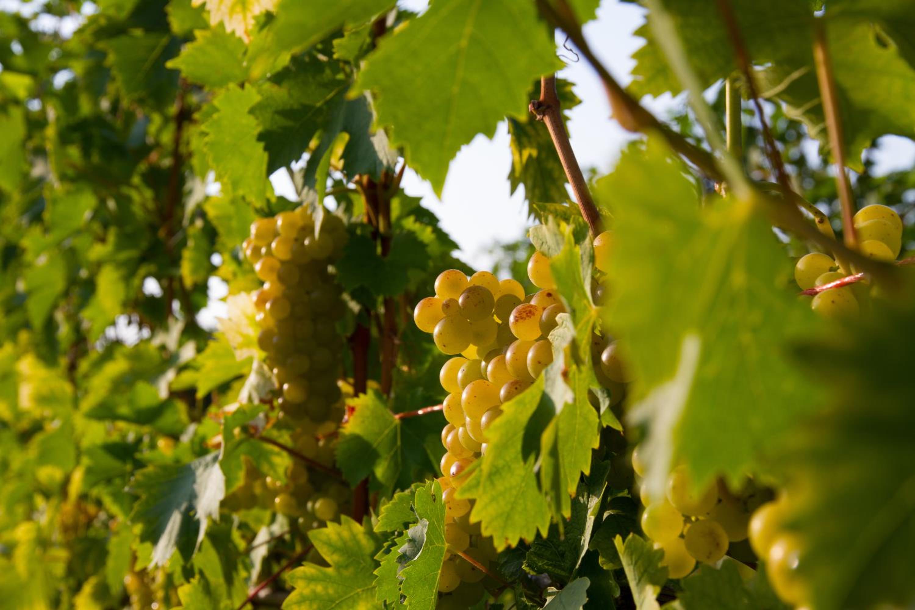 Weingut Schwarzl