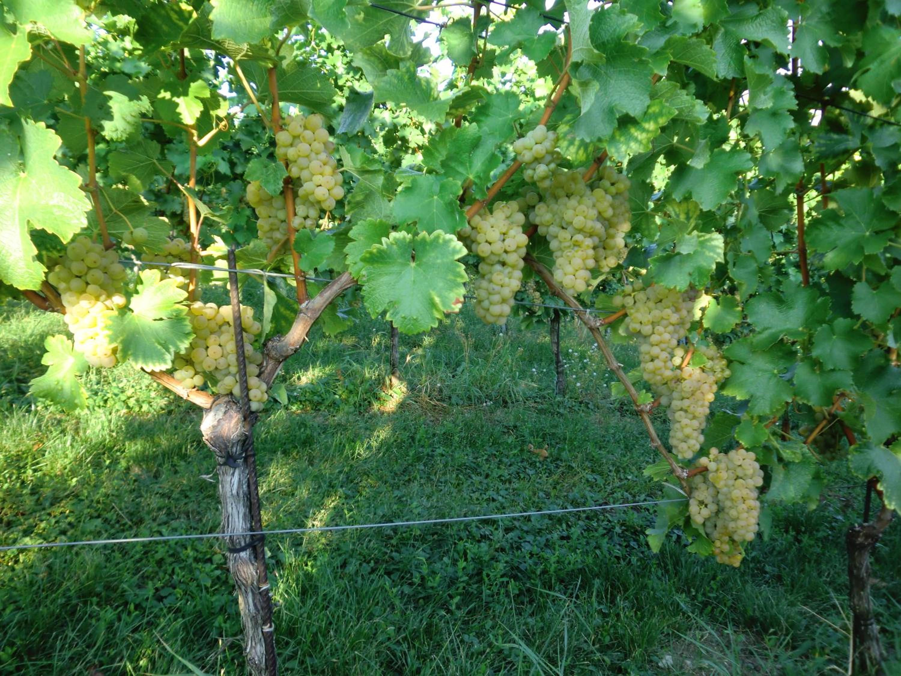 Zweytick Gästezimmer Weingut