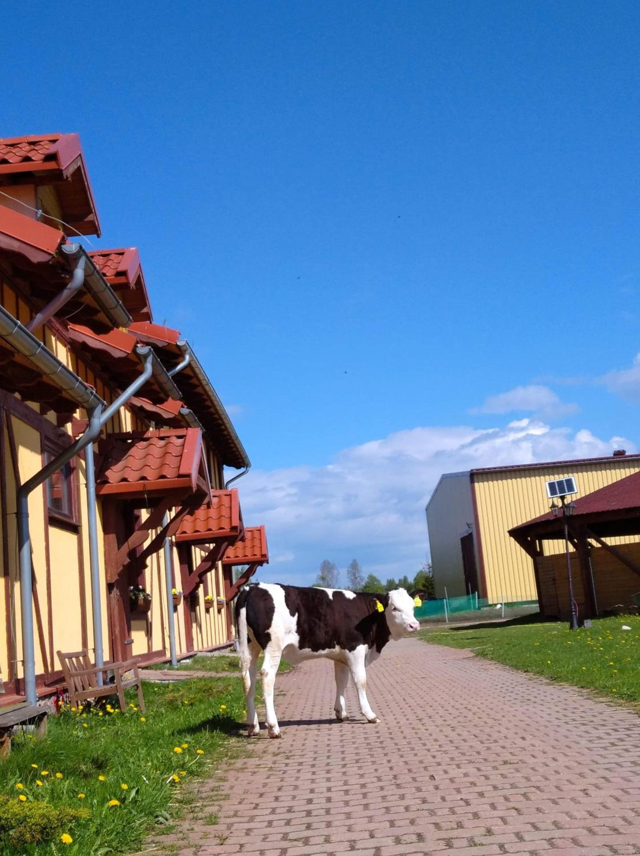 Pensjonat Przy Stajni view 3