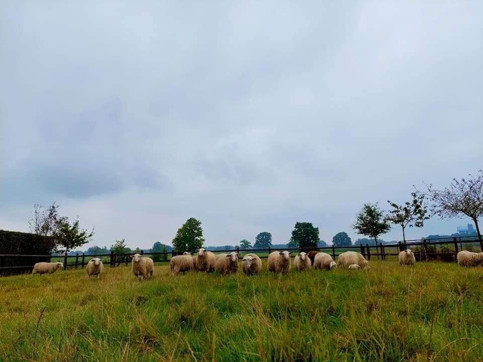 De Beredoezen - sfeervolle vakantiewoning in de gezellige Kempen