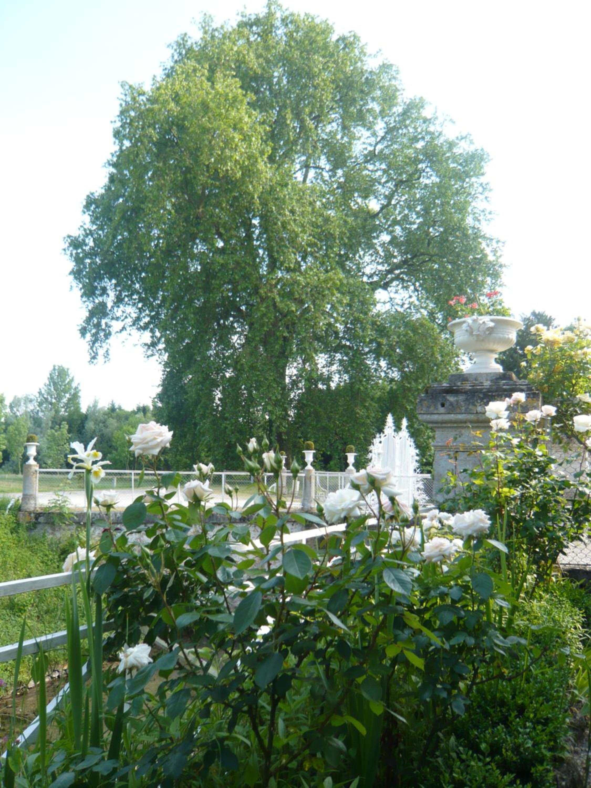 Photo 42
