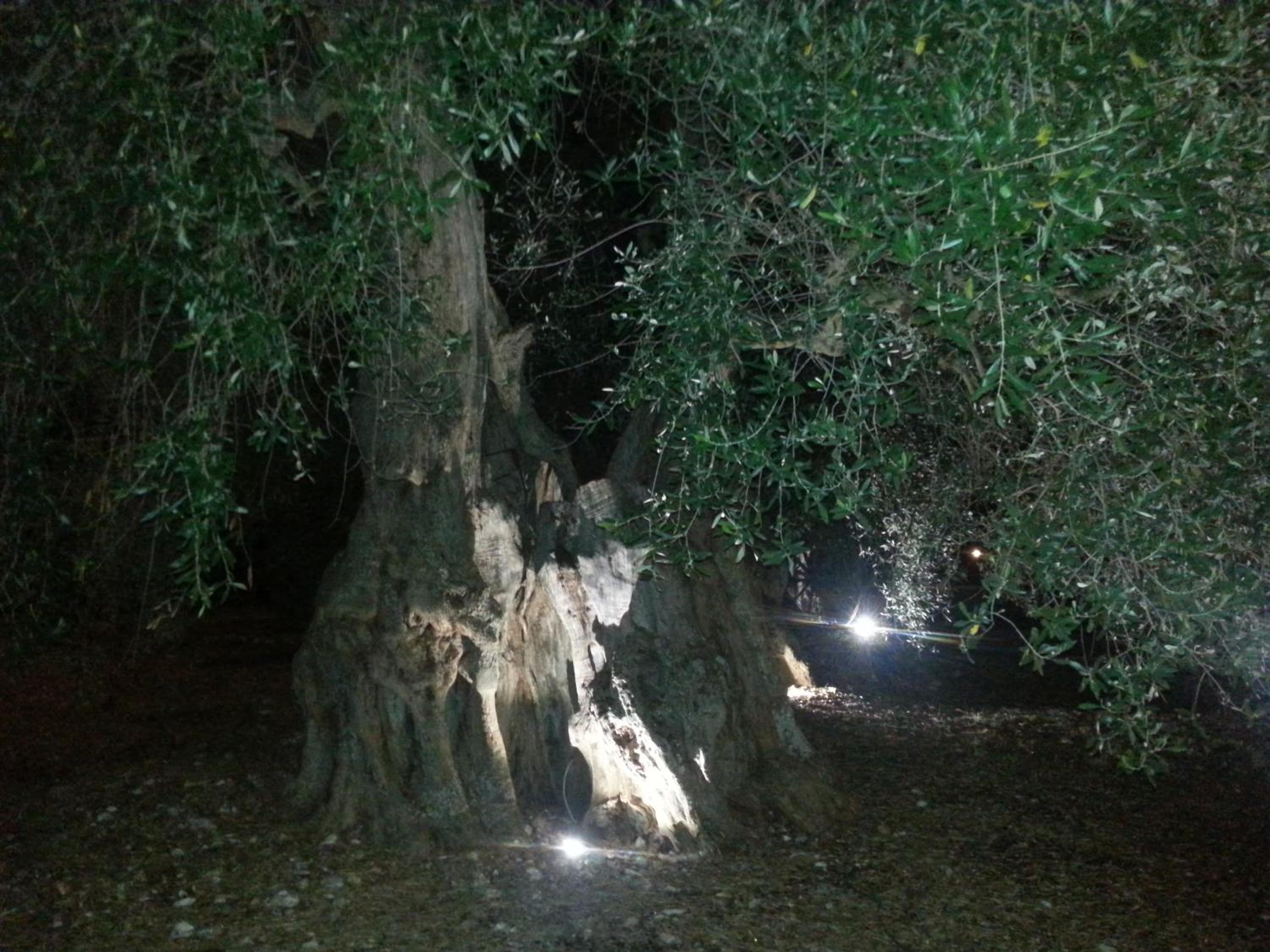 Photo 21