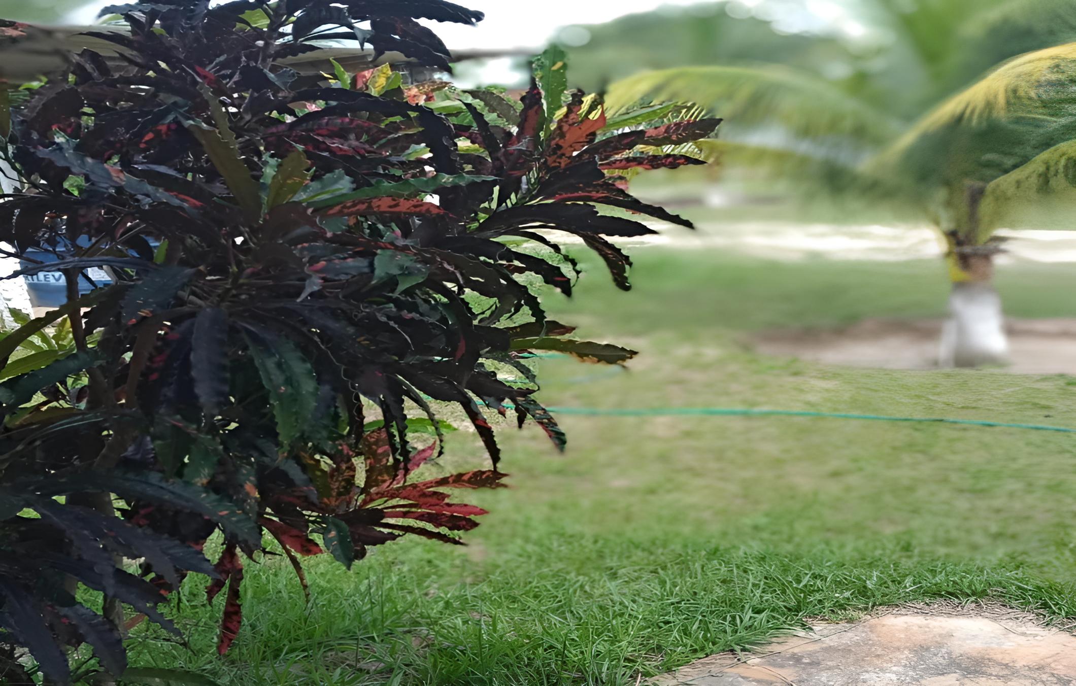 garden