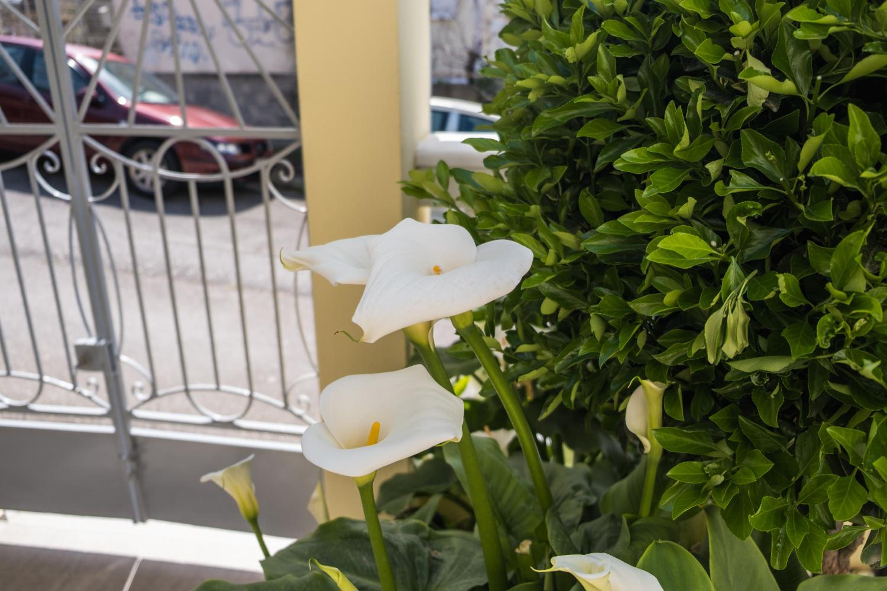 Photo 44