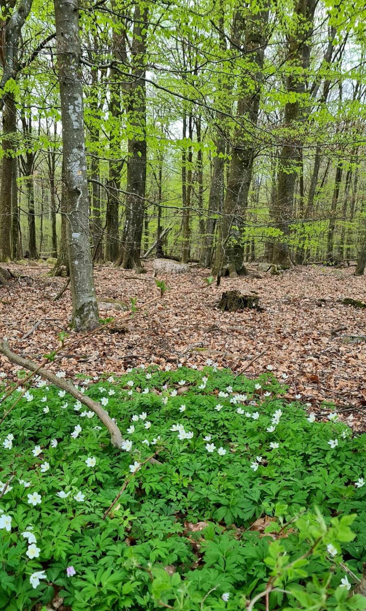 Lill Hagahus, Söderåsens Nationalpark view 5