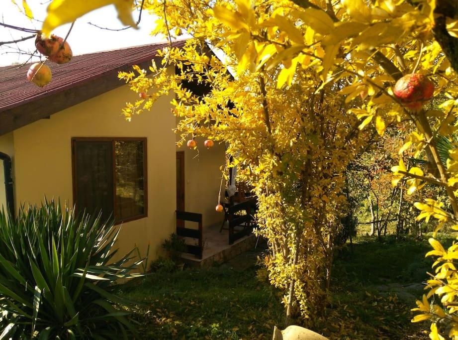 Yellow Villa
