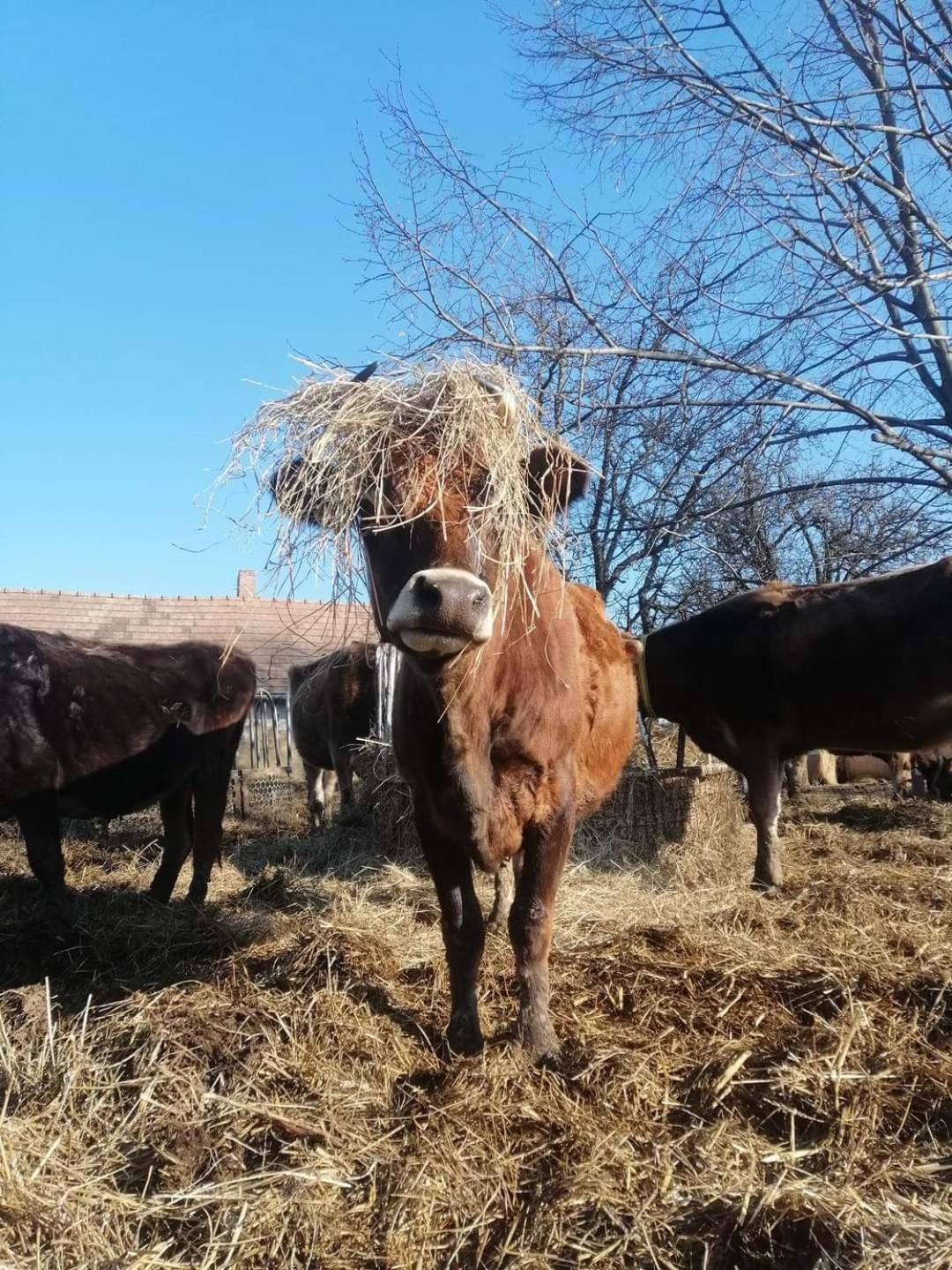 AgroPing Korosajt Műhely