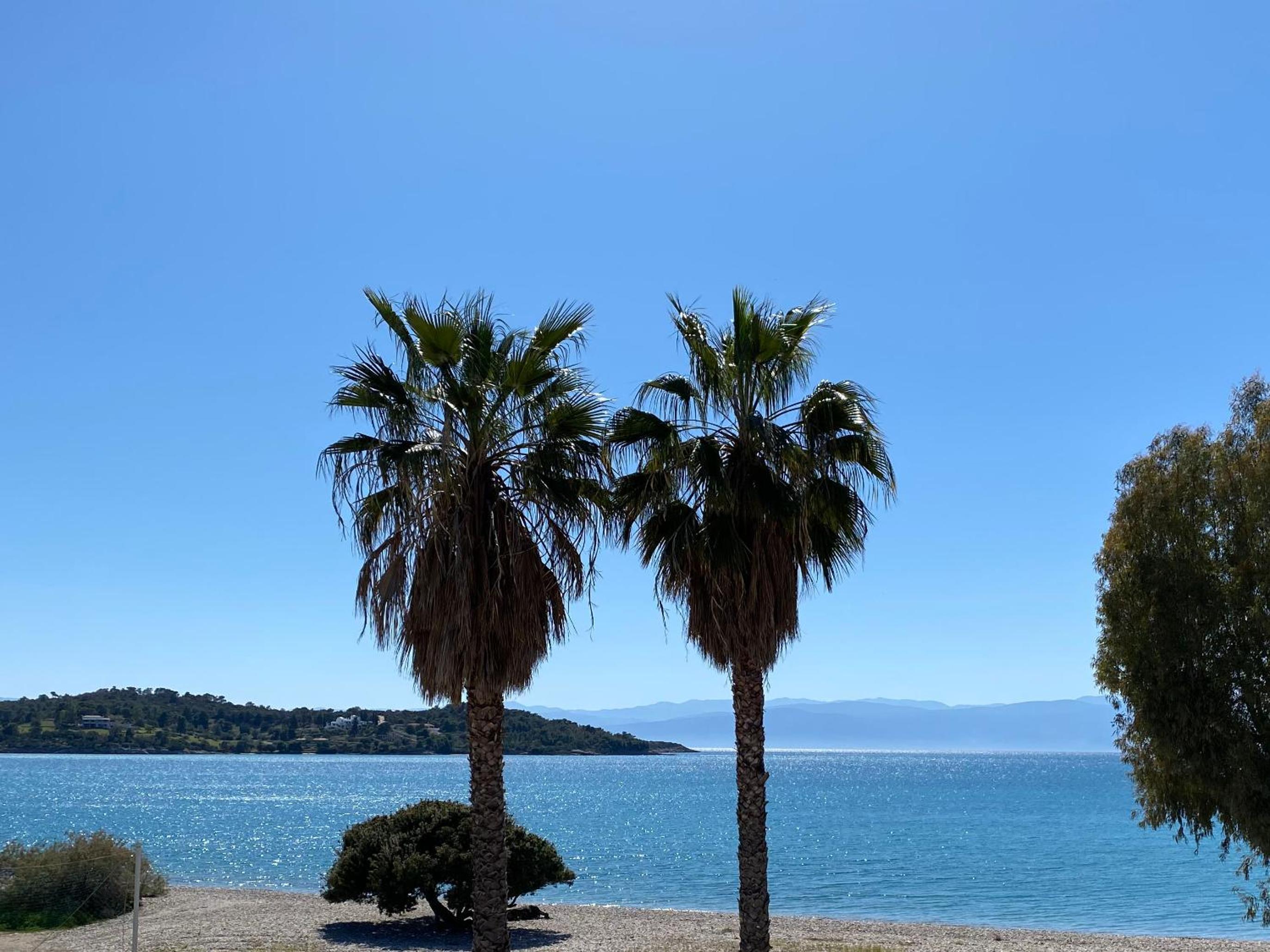 Palm Suite Green view 4