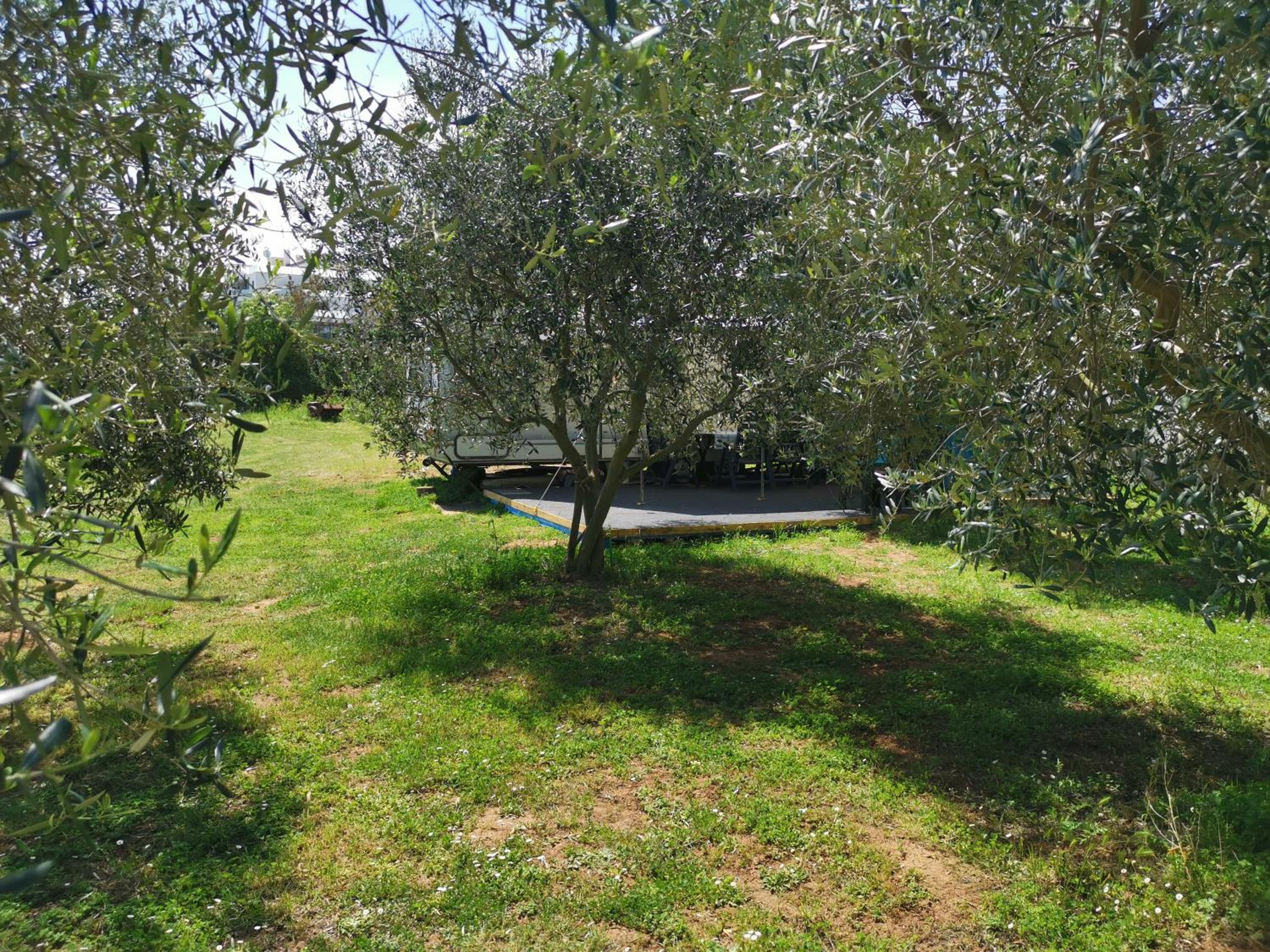 Large camper in the olive grove