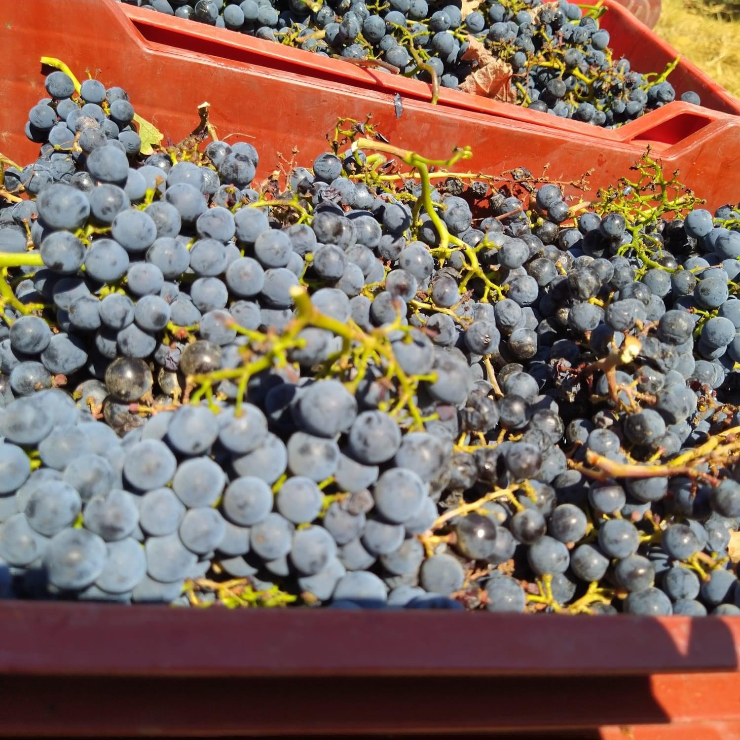 La Giribaldina Winery & Farmhouse view 4