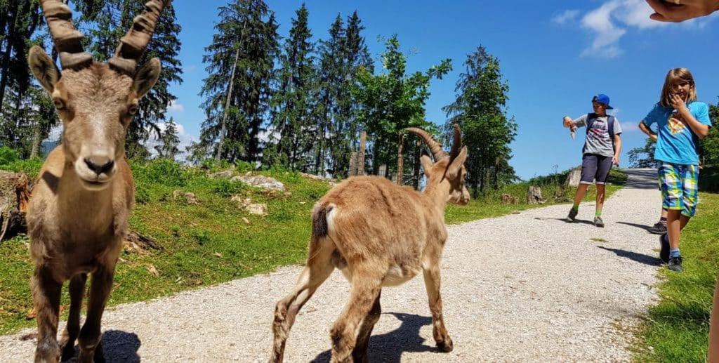 APARTMENT WALD - im Skigebiet Gerlitzen & Ossiacher See