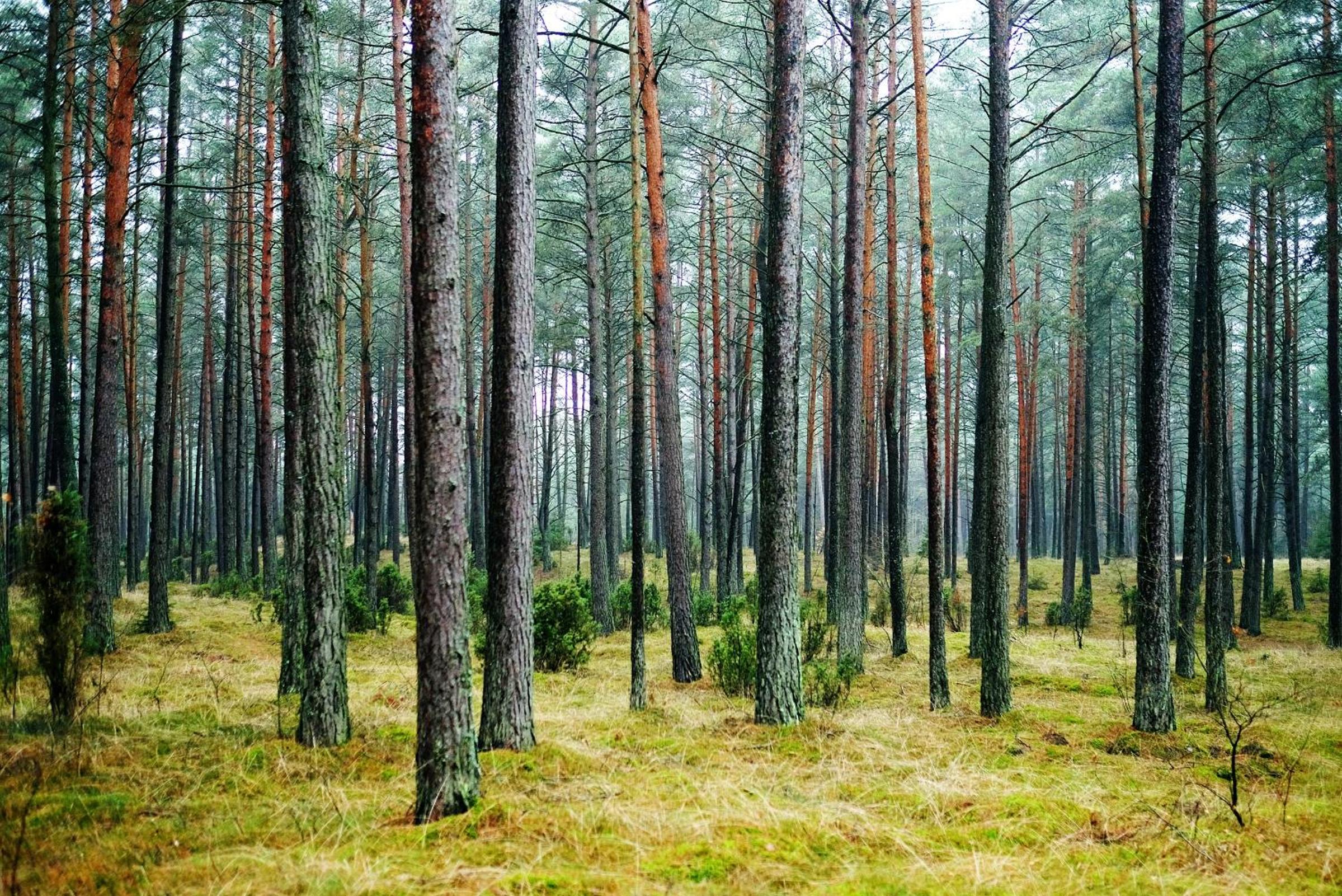 Domki pod jabłonką