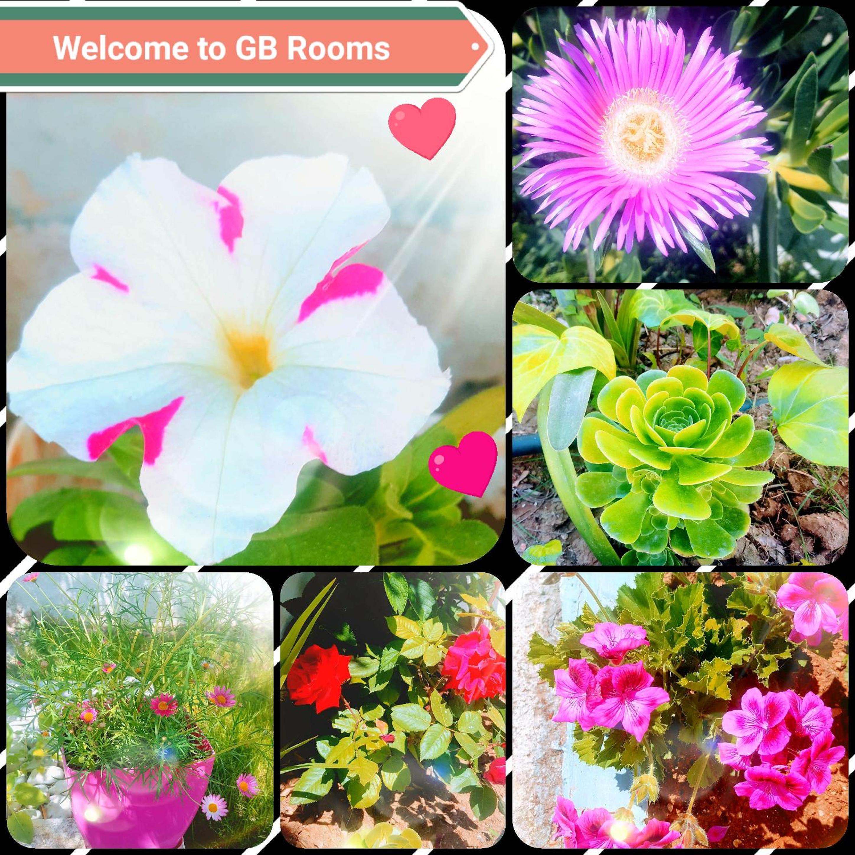 GB Rooms