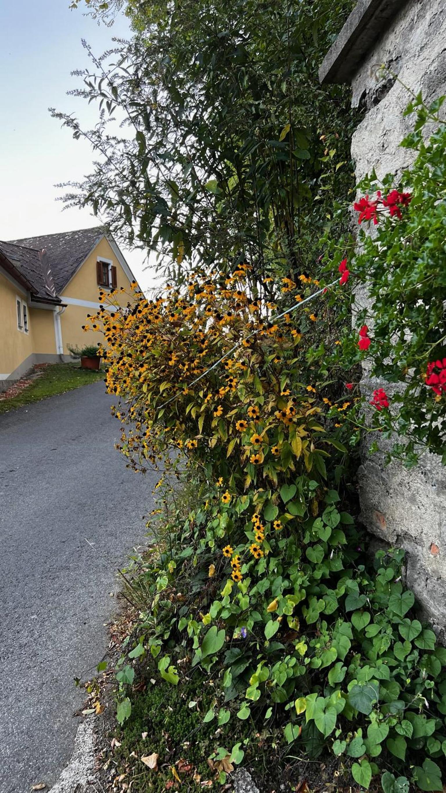 Winzerhäuschen Kern view 3