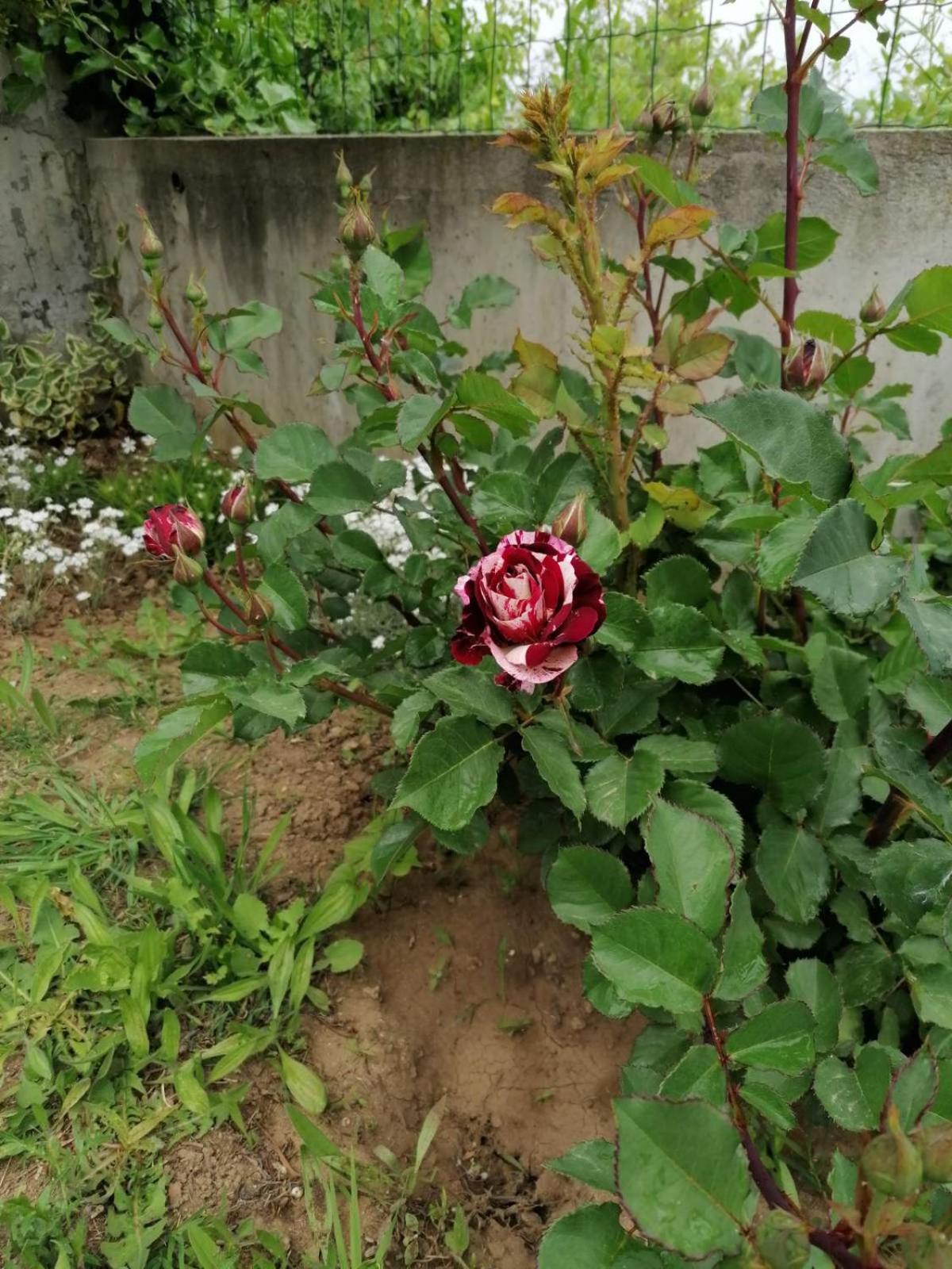 Photo 17