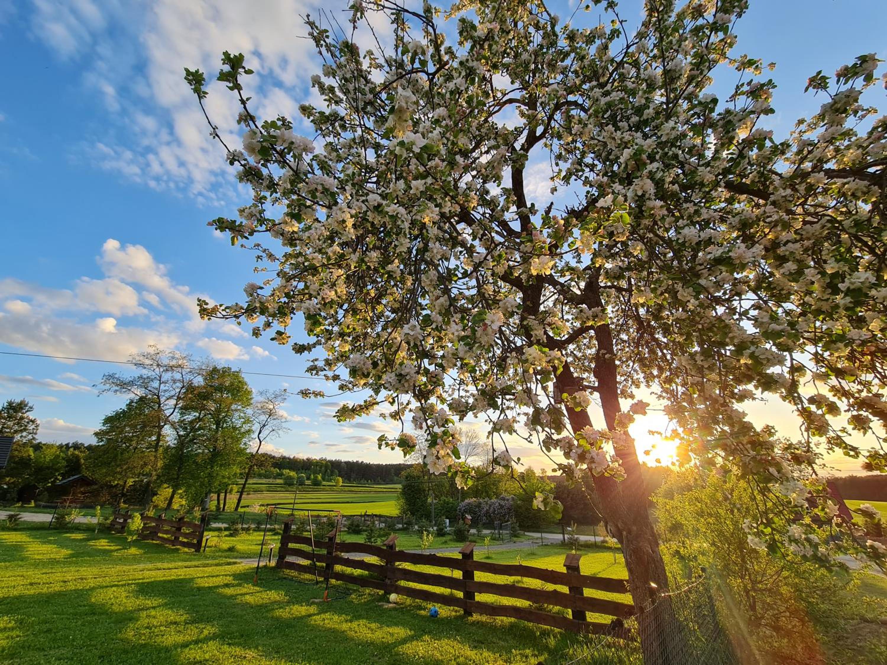 Siedlisko na Wzgórzu - Noclegi Agroturystyka - Borsuki view 4