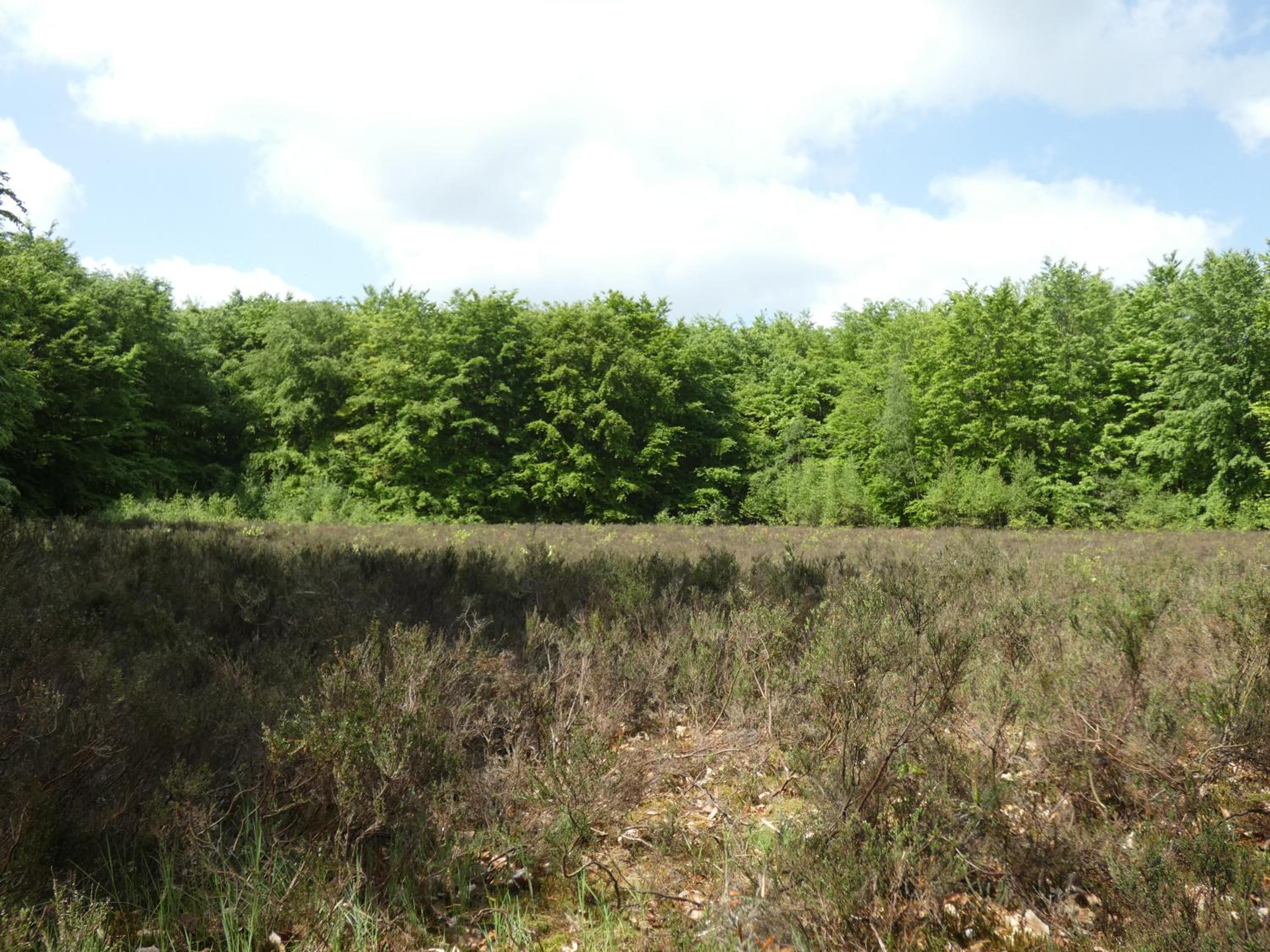 Photo 40