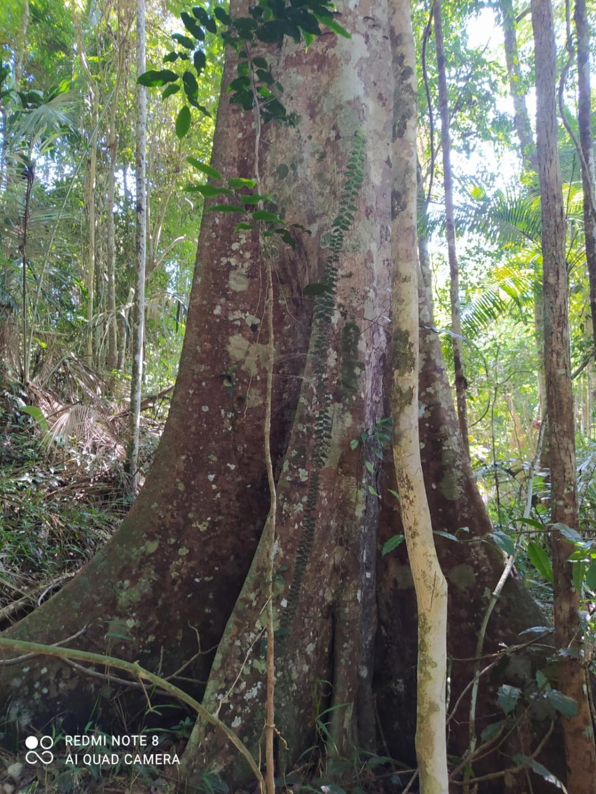 Pousada do guariba