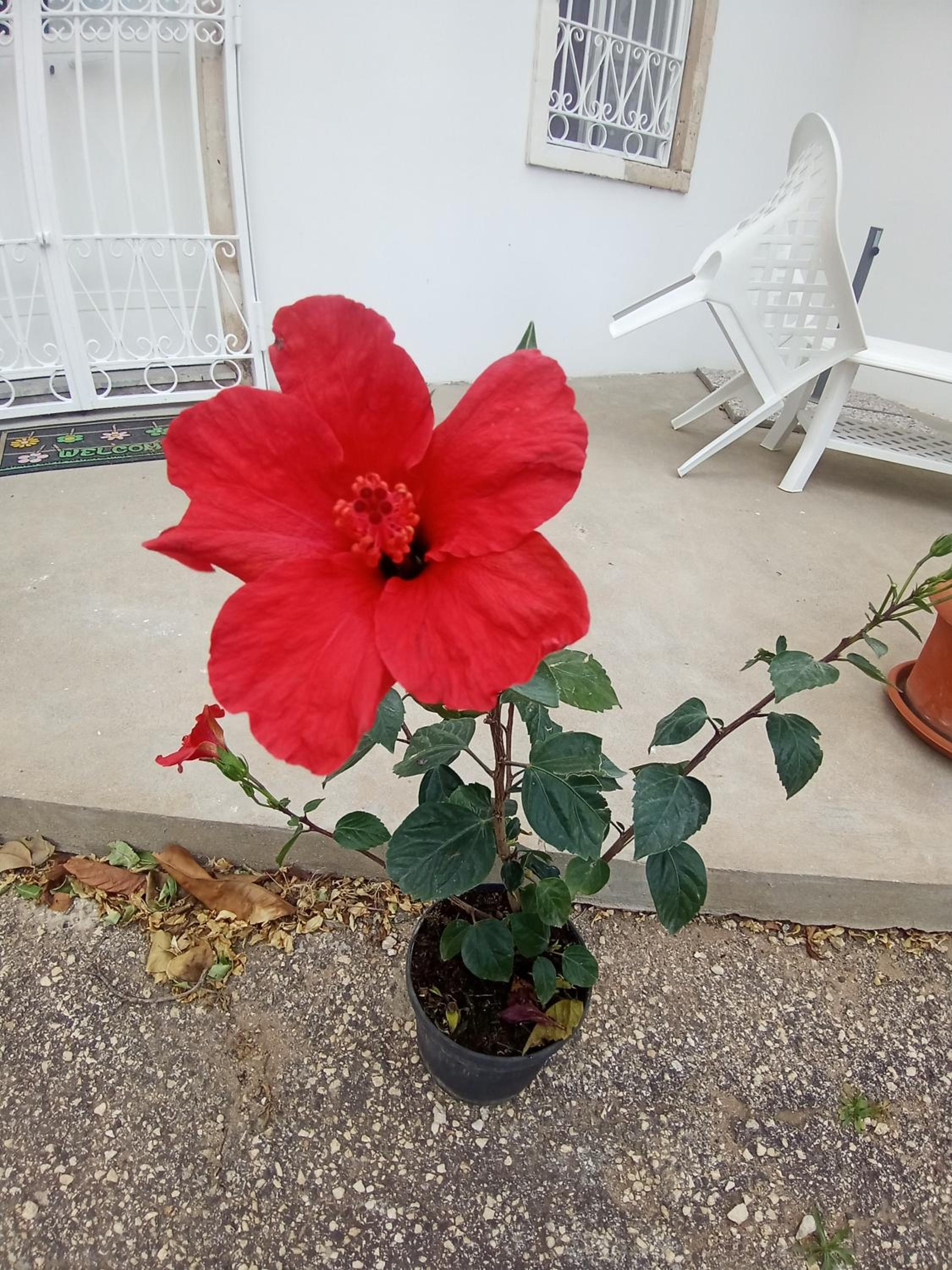 Photo 46