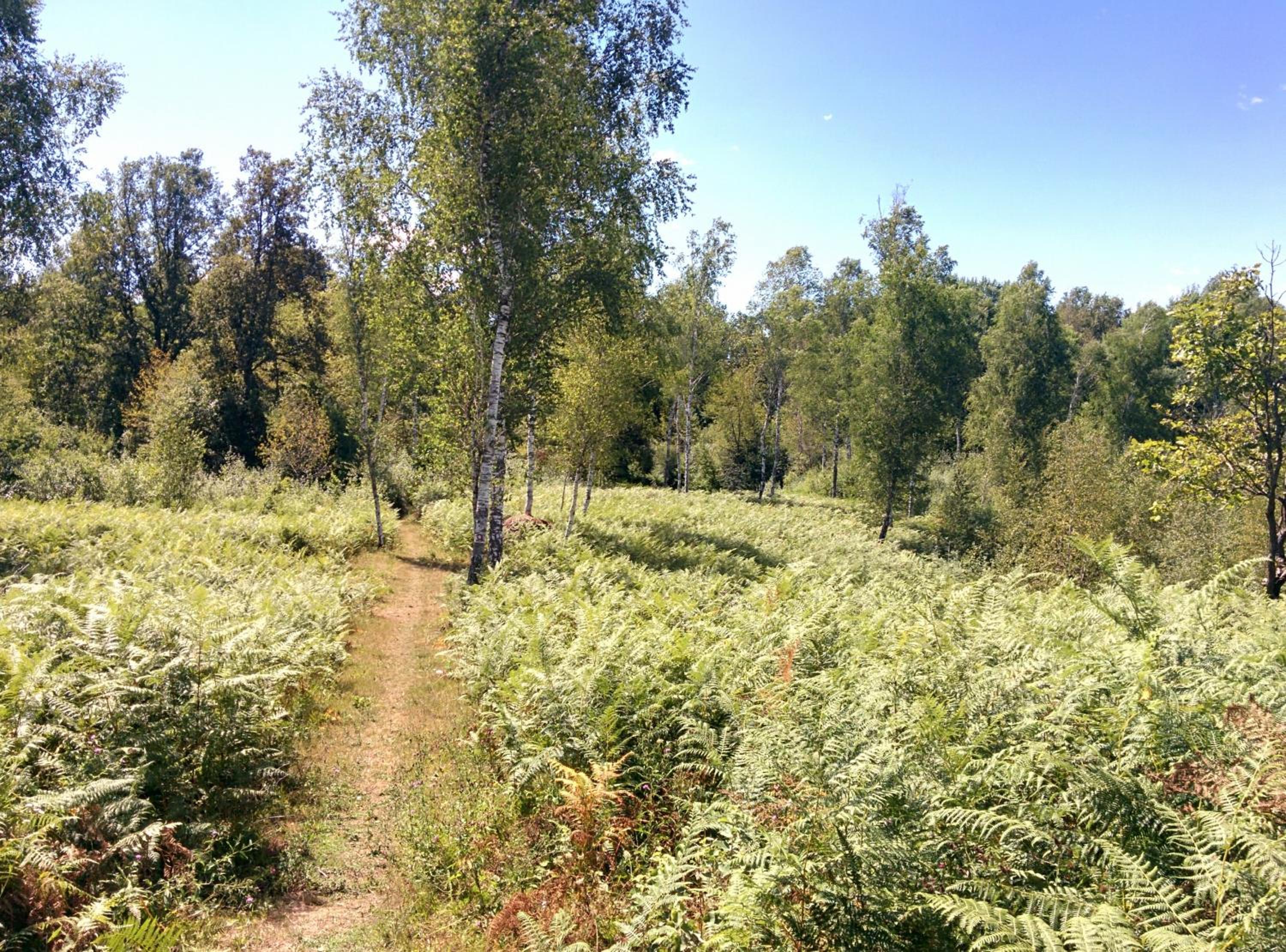 Photo 21