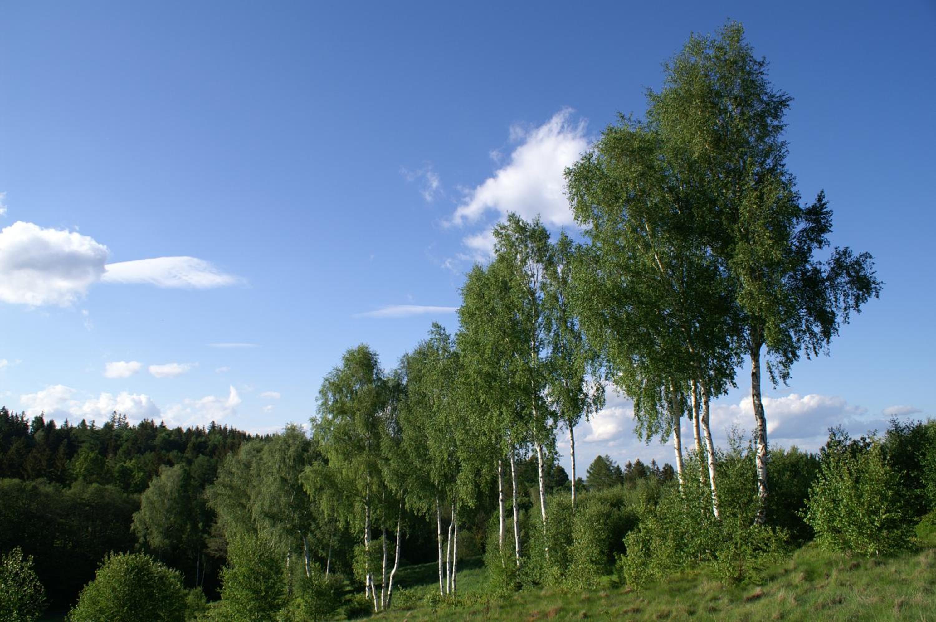 Photo 31