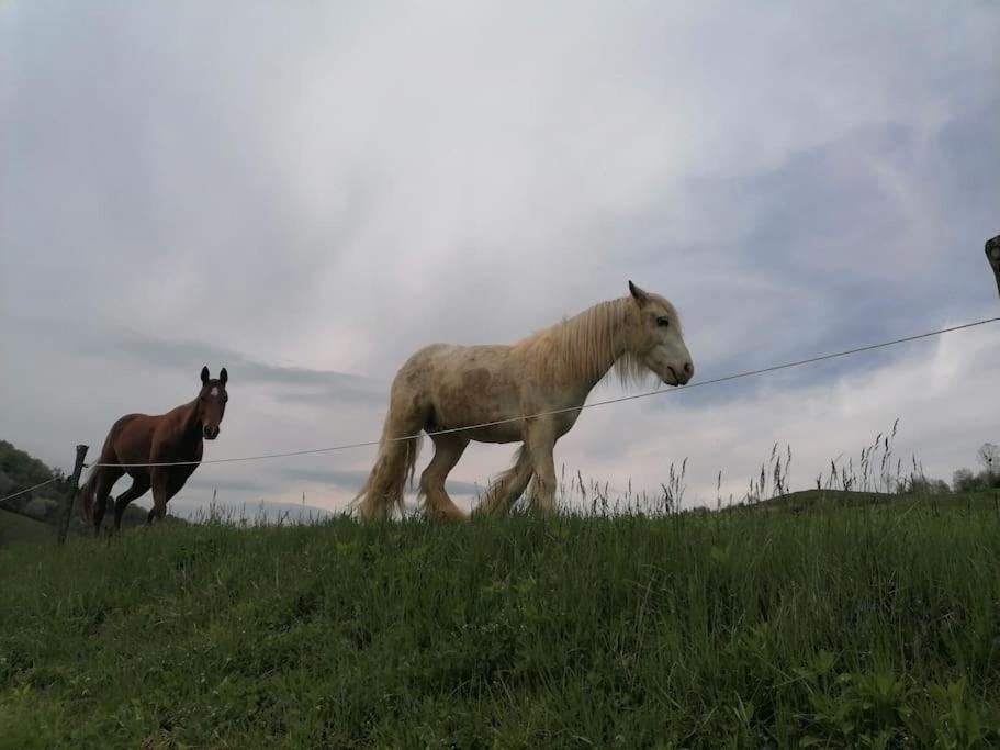 Photo 44