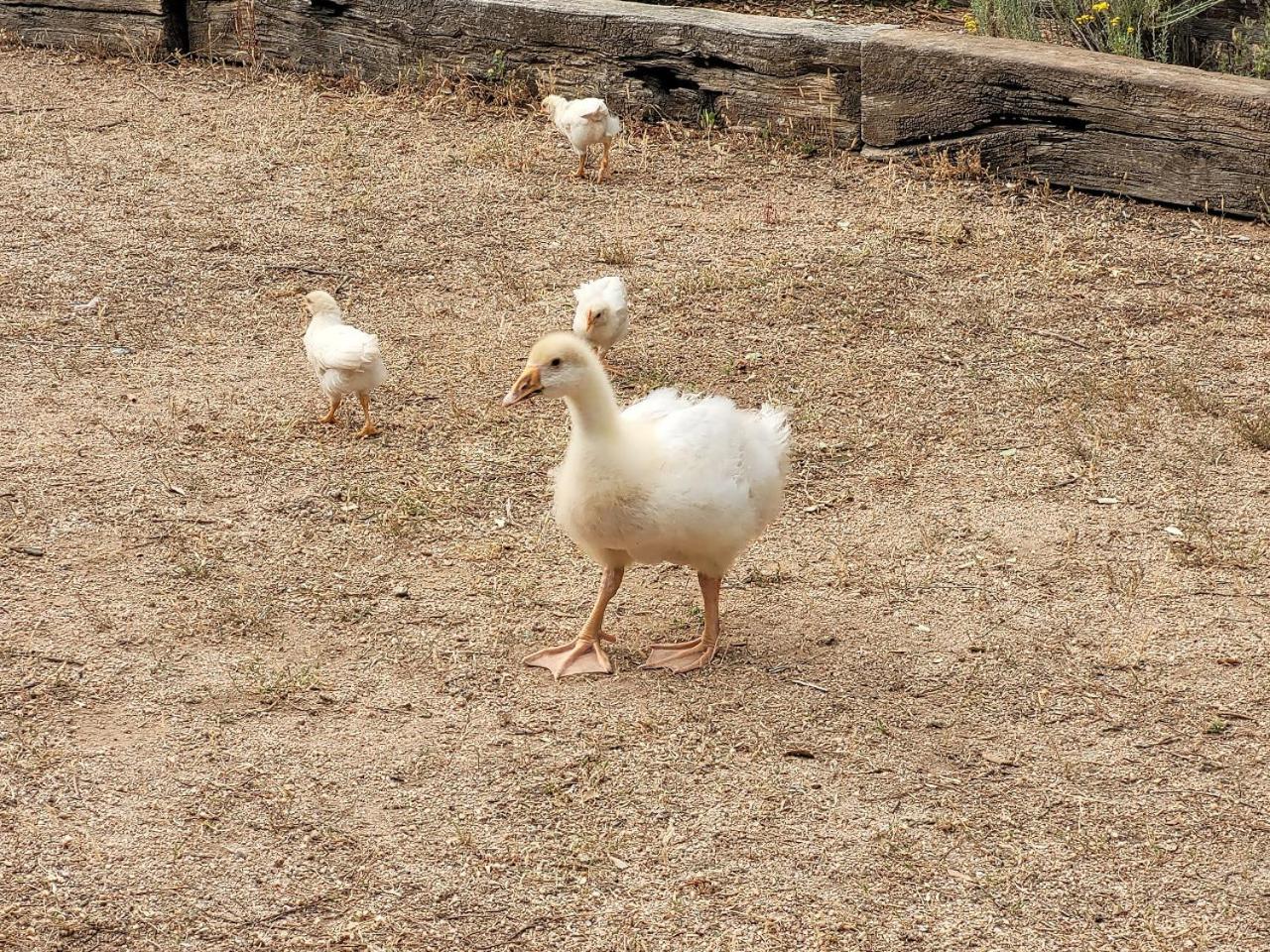 Photo 40