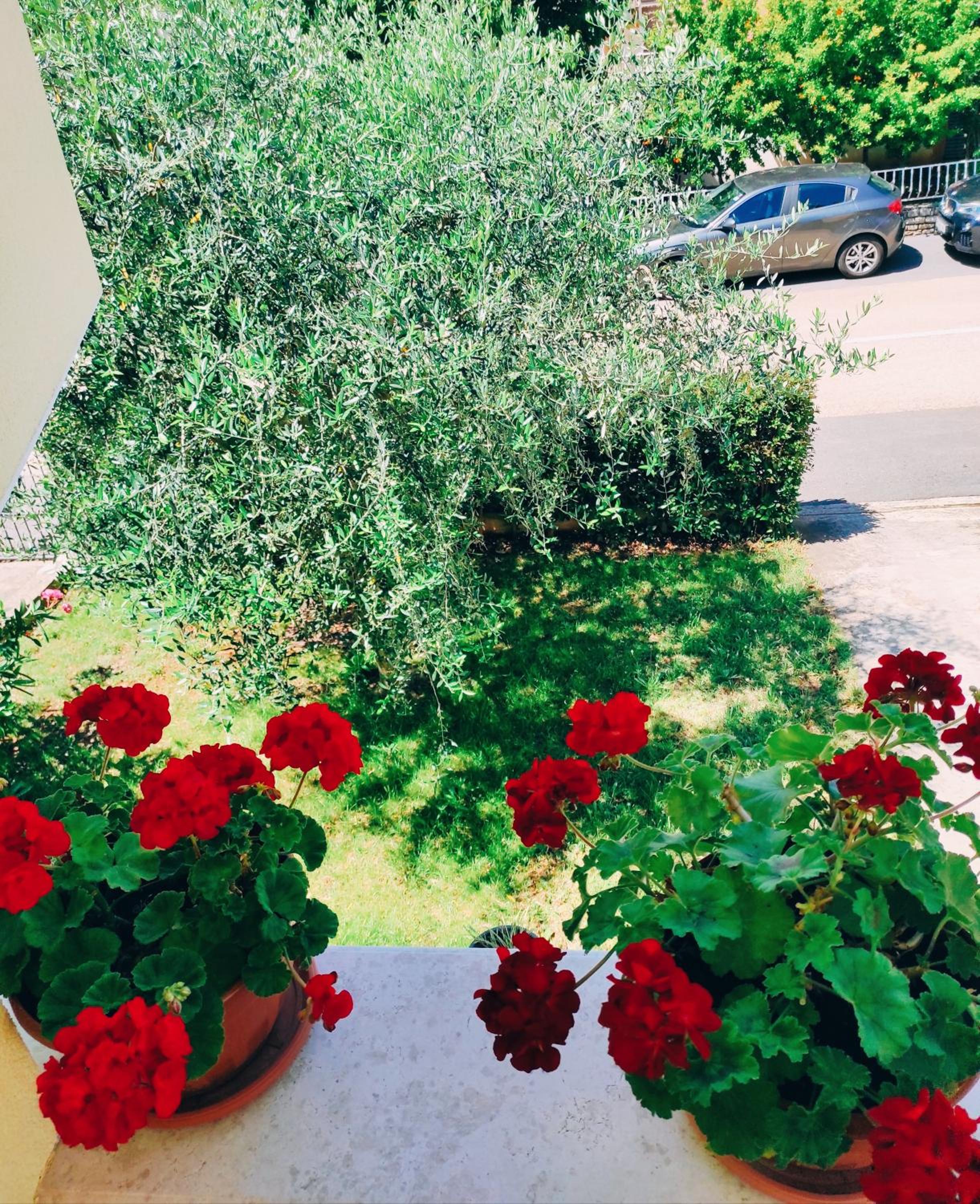 Apartment Novigrad