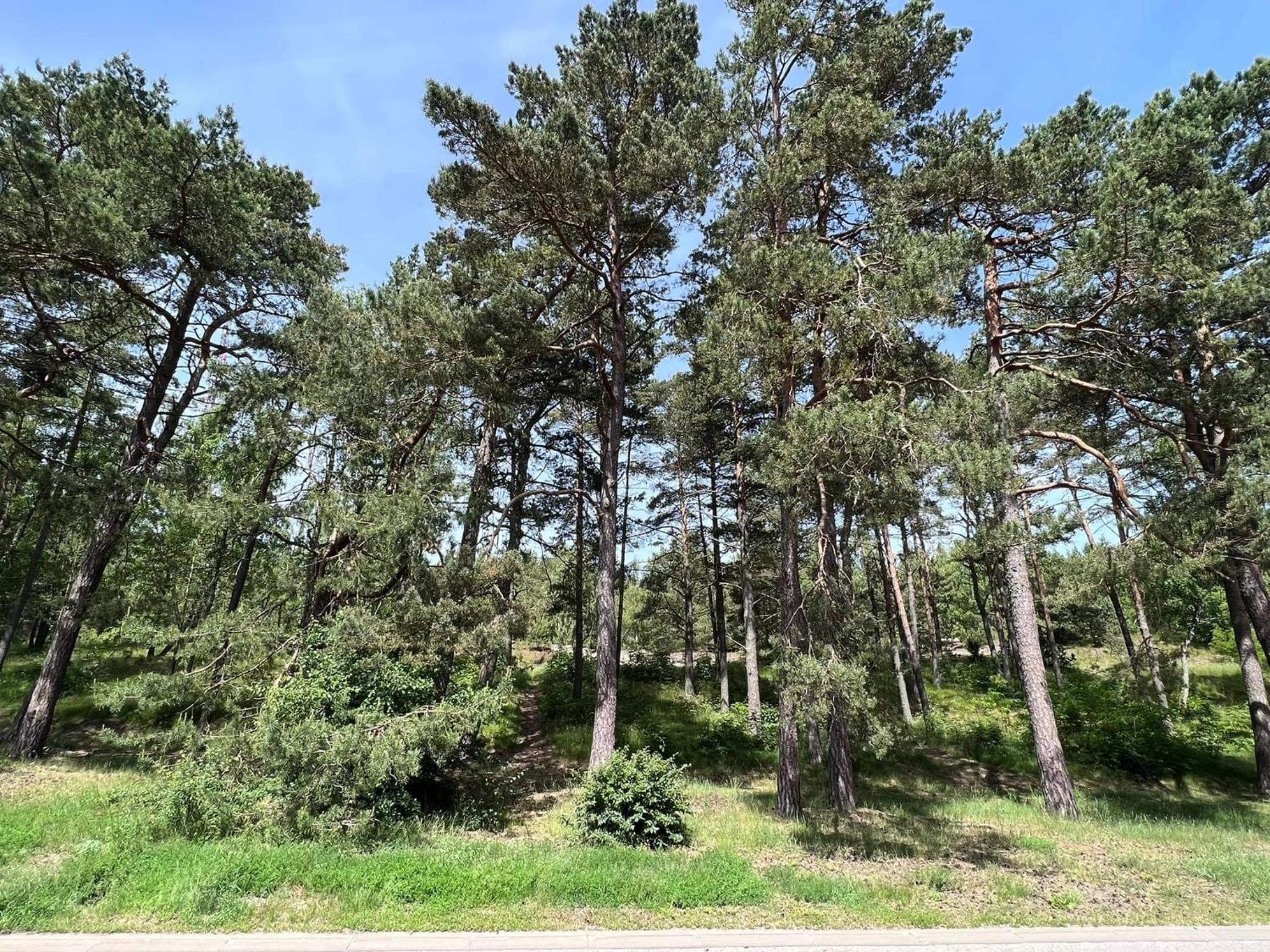 Apartamentai Forest green