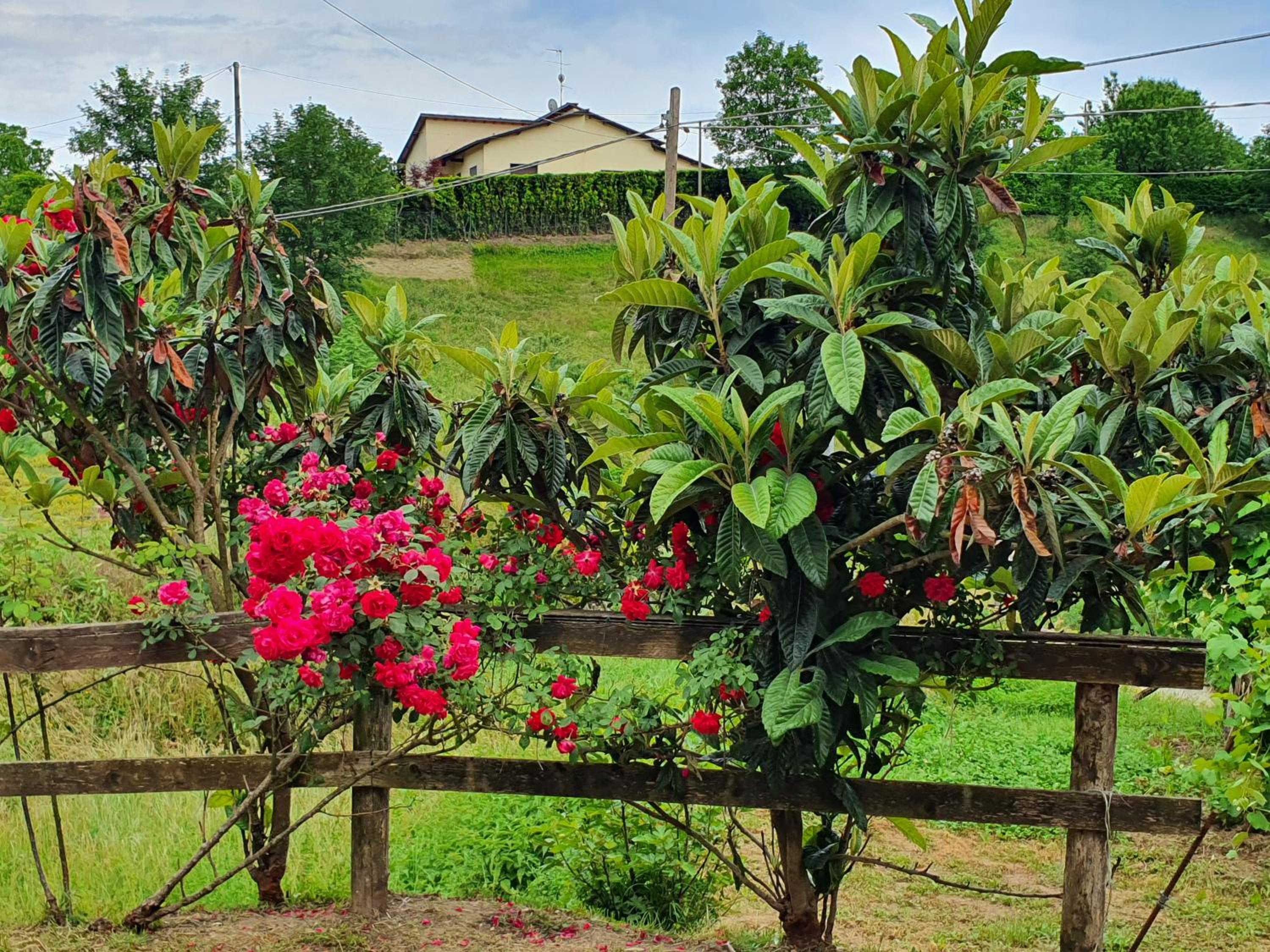 Giardino Dei Fiori photo 3