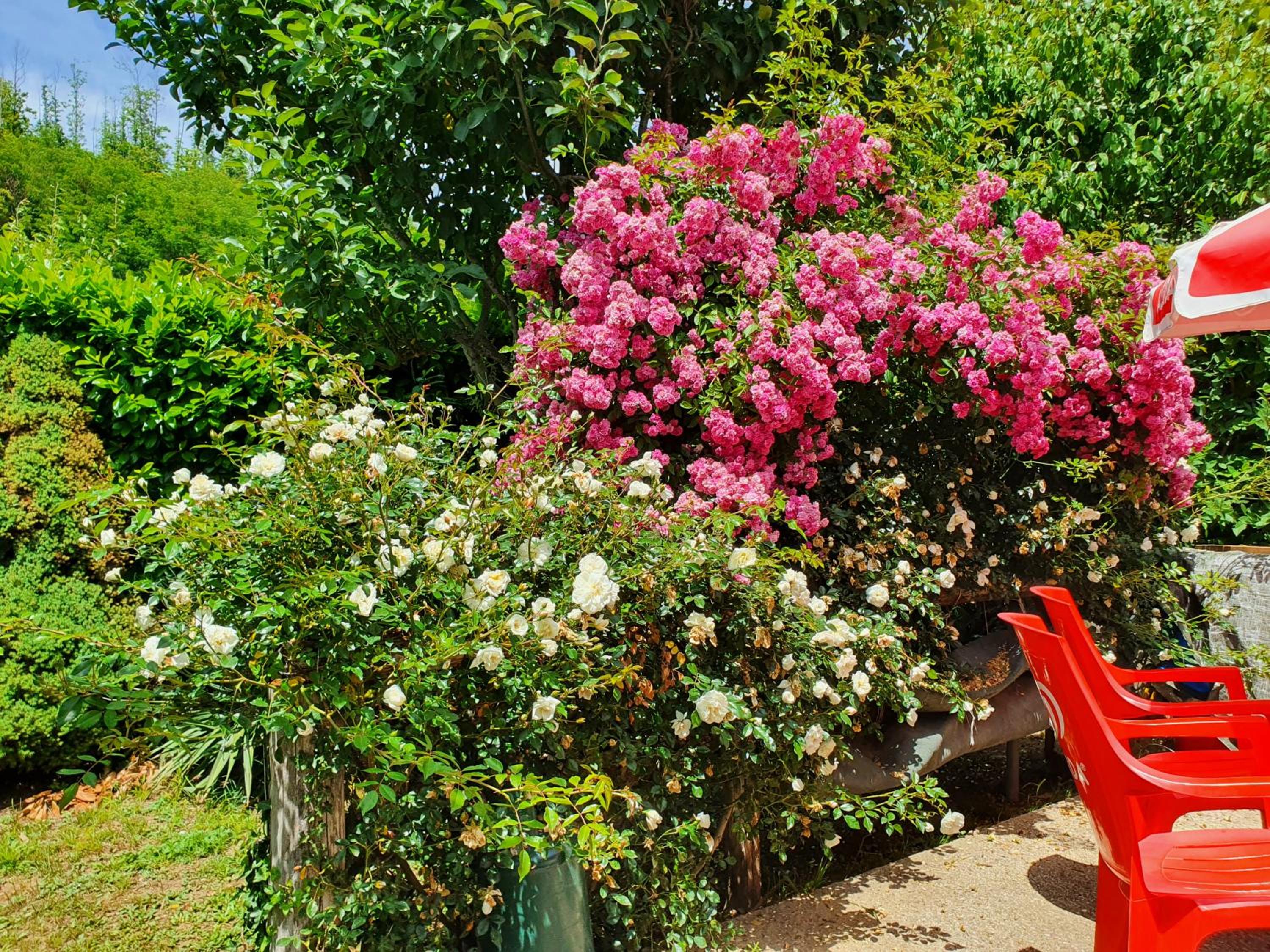 Giardino Dei Fiori photo 5