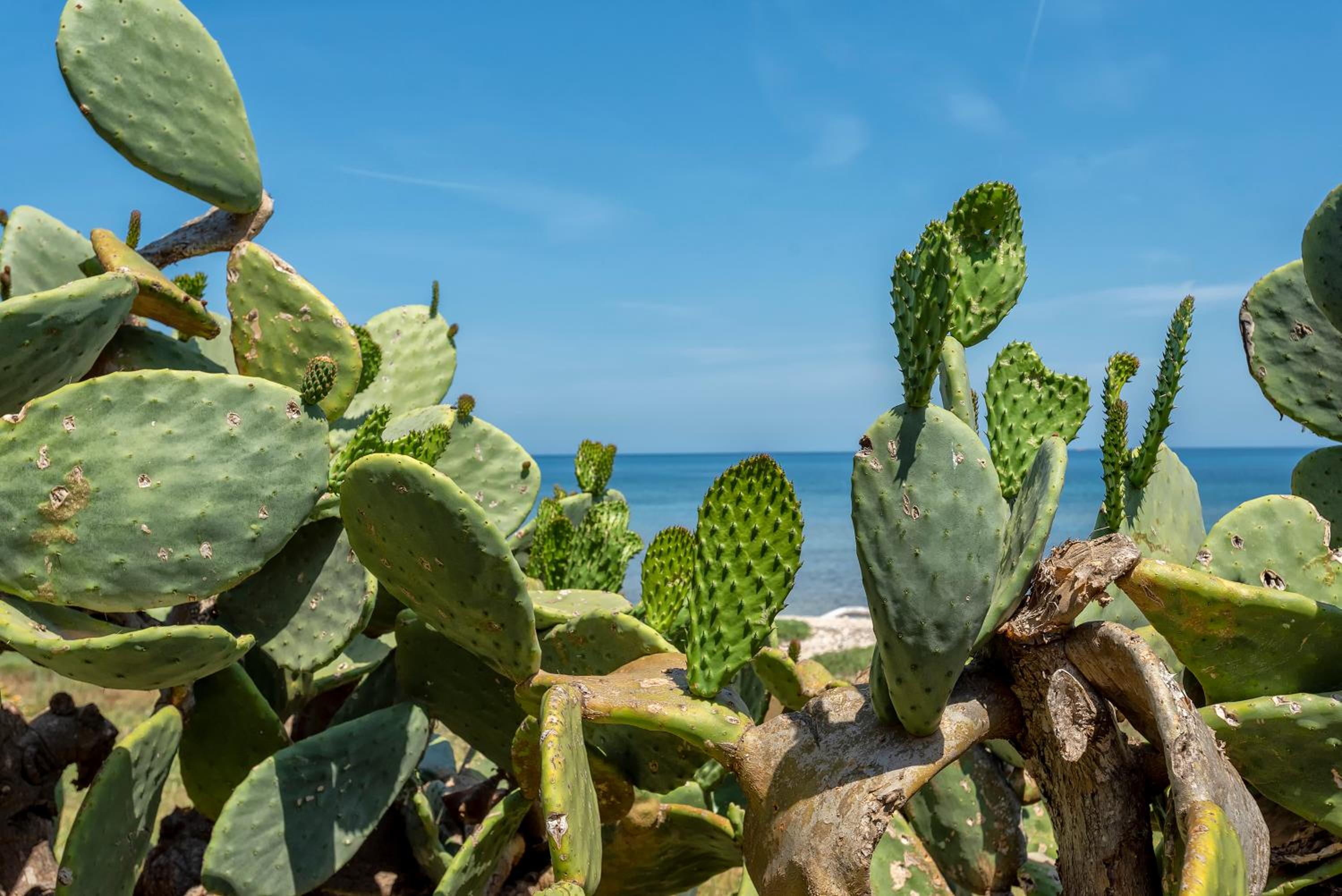 SARDINIA RE - Villino Maja photo 3