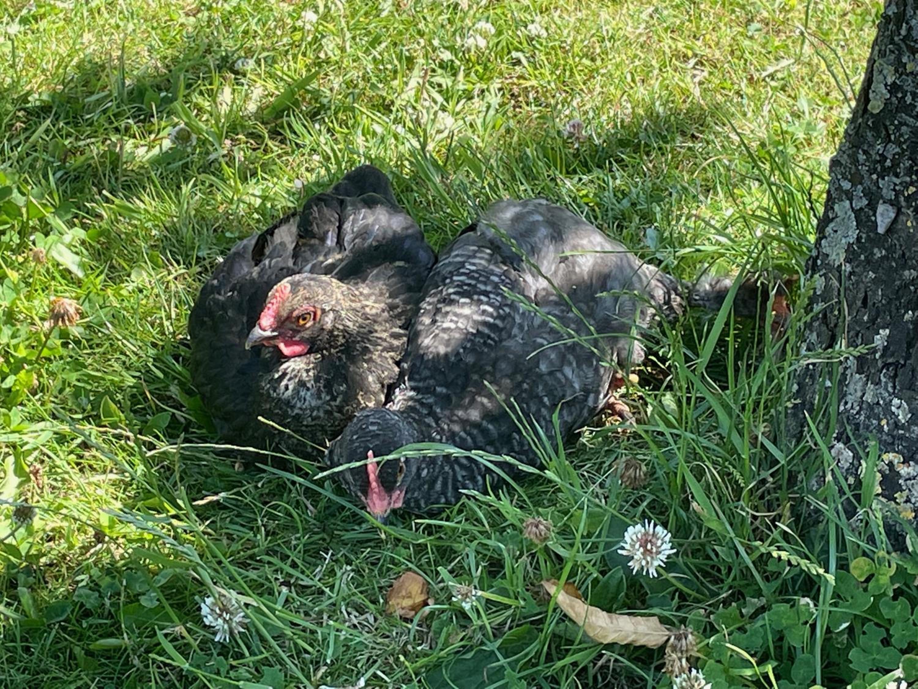 De Wabisabiboerderij