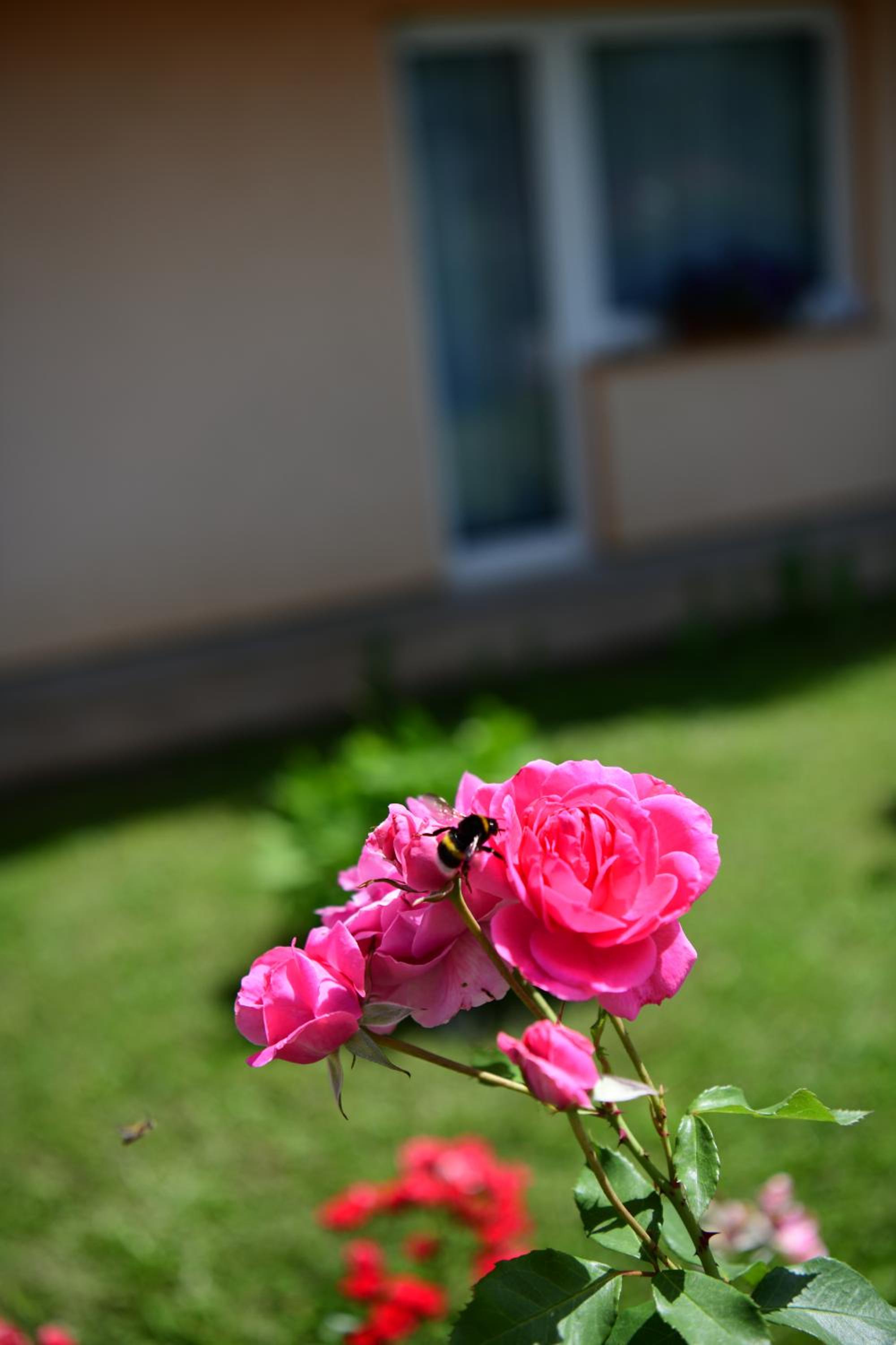 Photo 37