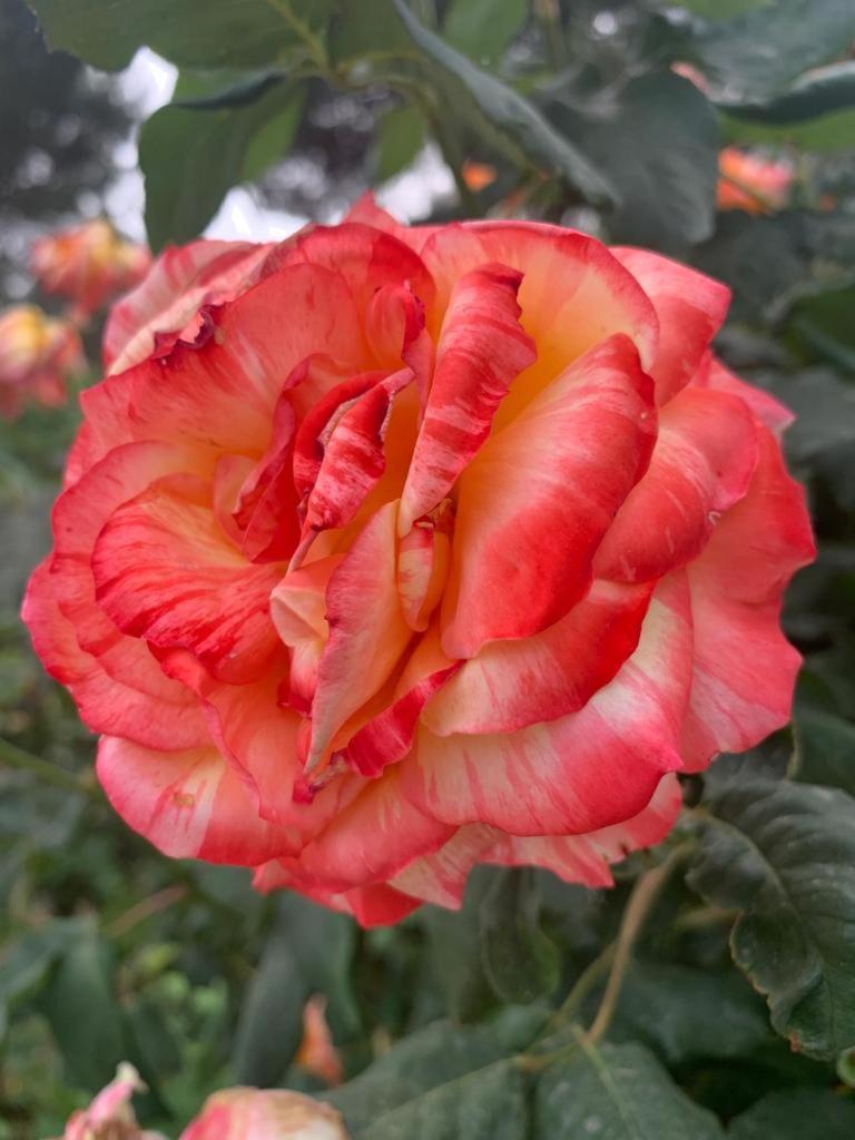 Photo 30