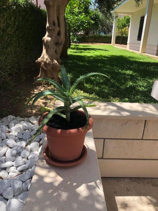 Apartman Aspalathos