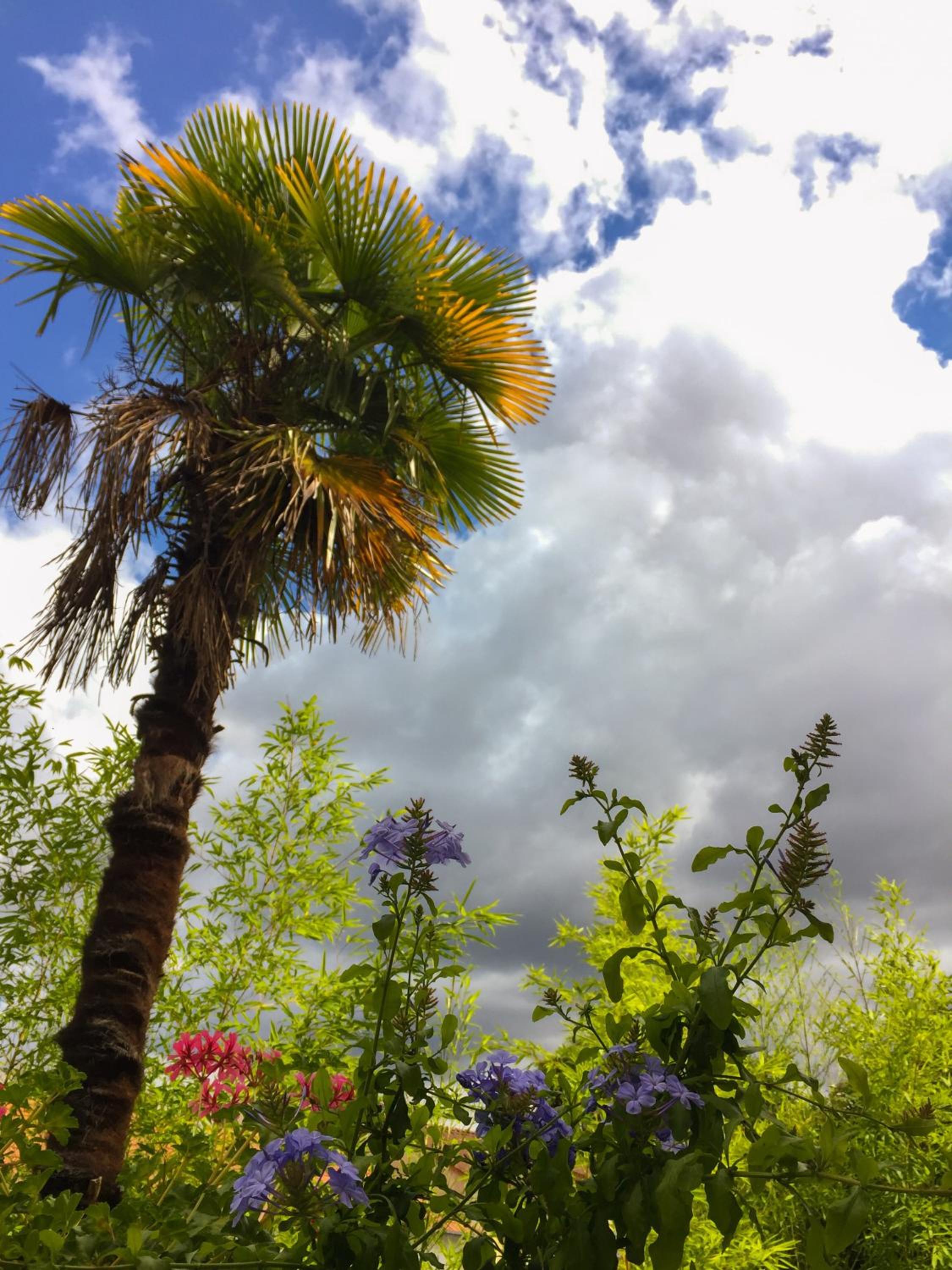 La Bulle dans le Palmier view 4